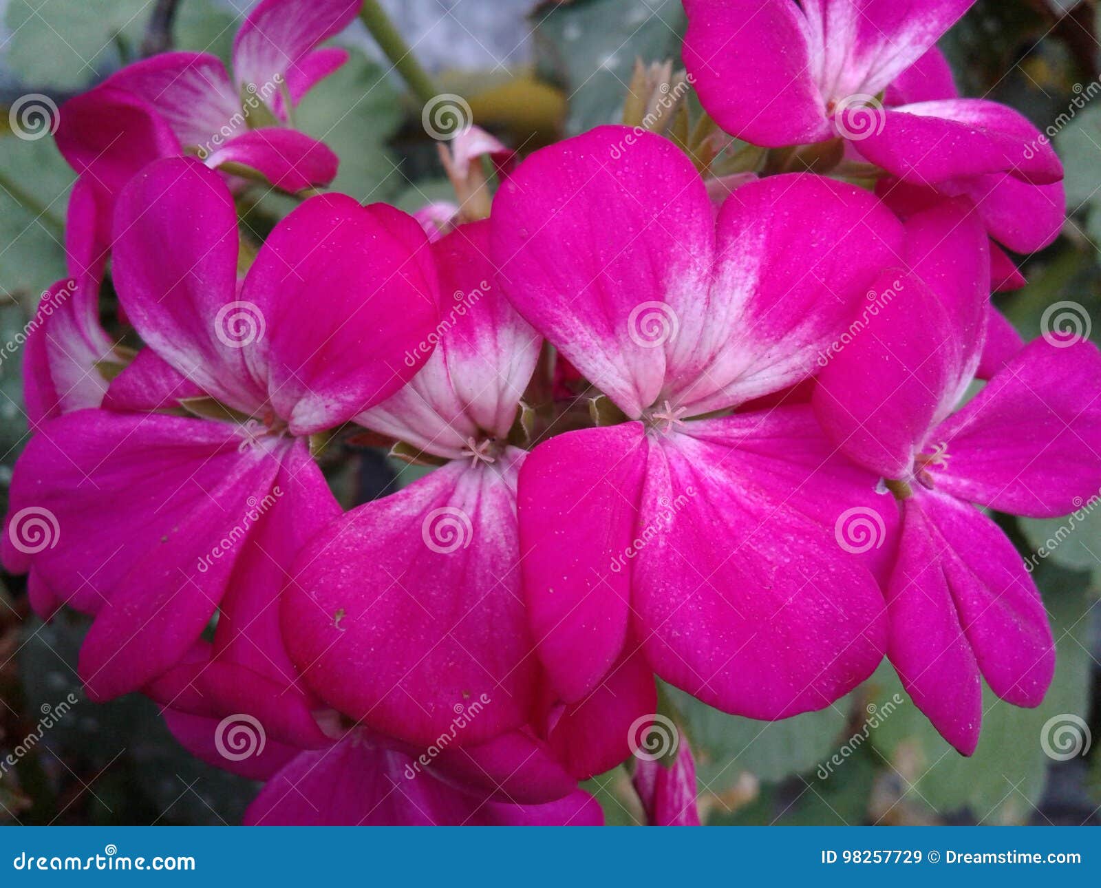 Geranium: the Tango Flower that Must Never Be Missing Stock Image - Image  of environment, climates: 98257729