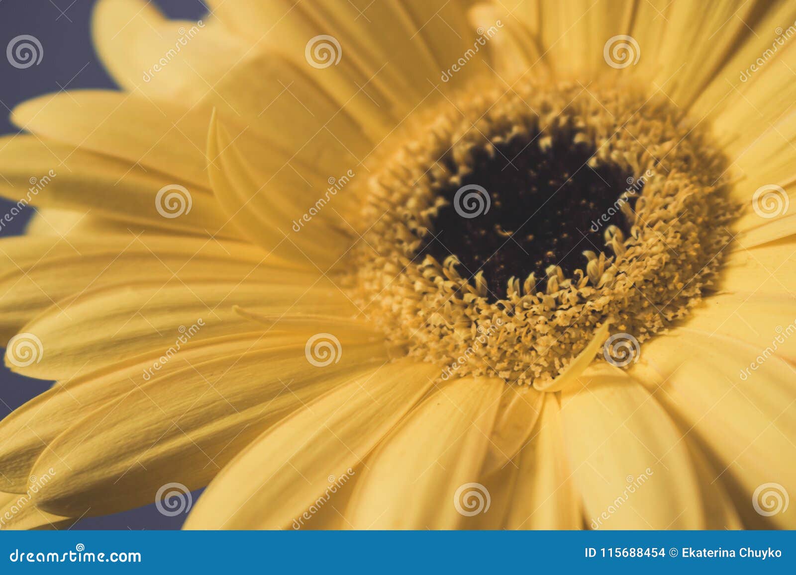 Gerber стоковое фото. изображение насчитывающей флора - 115688454