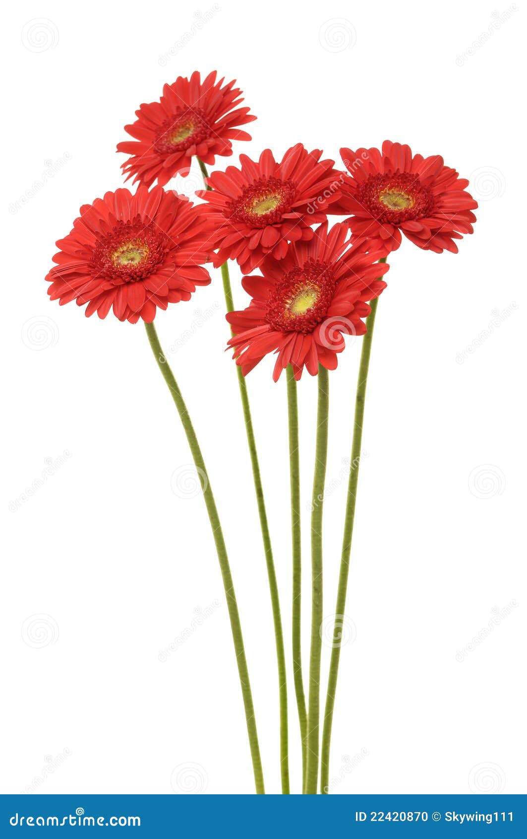 Gerber stock photo. Image of abloom, nature, closeup - 22420870