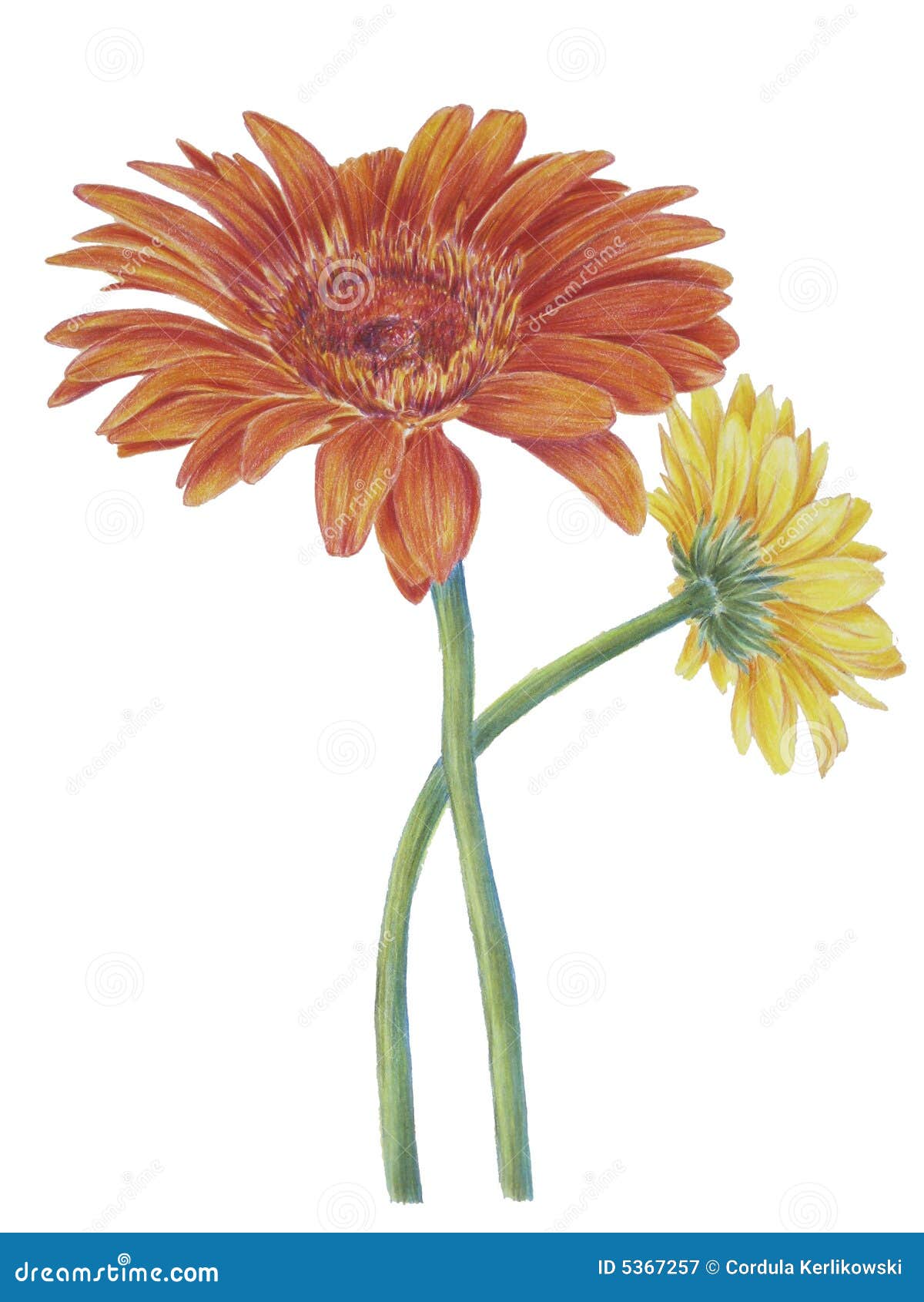 Gerber Daisy stock illustration. Illustration of flower 5367257