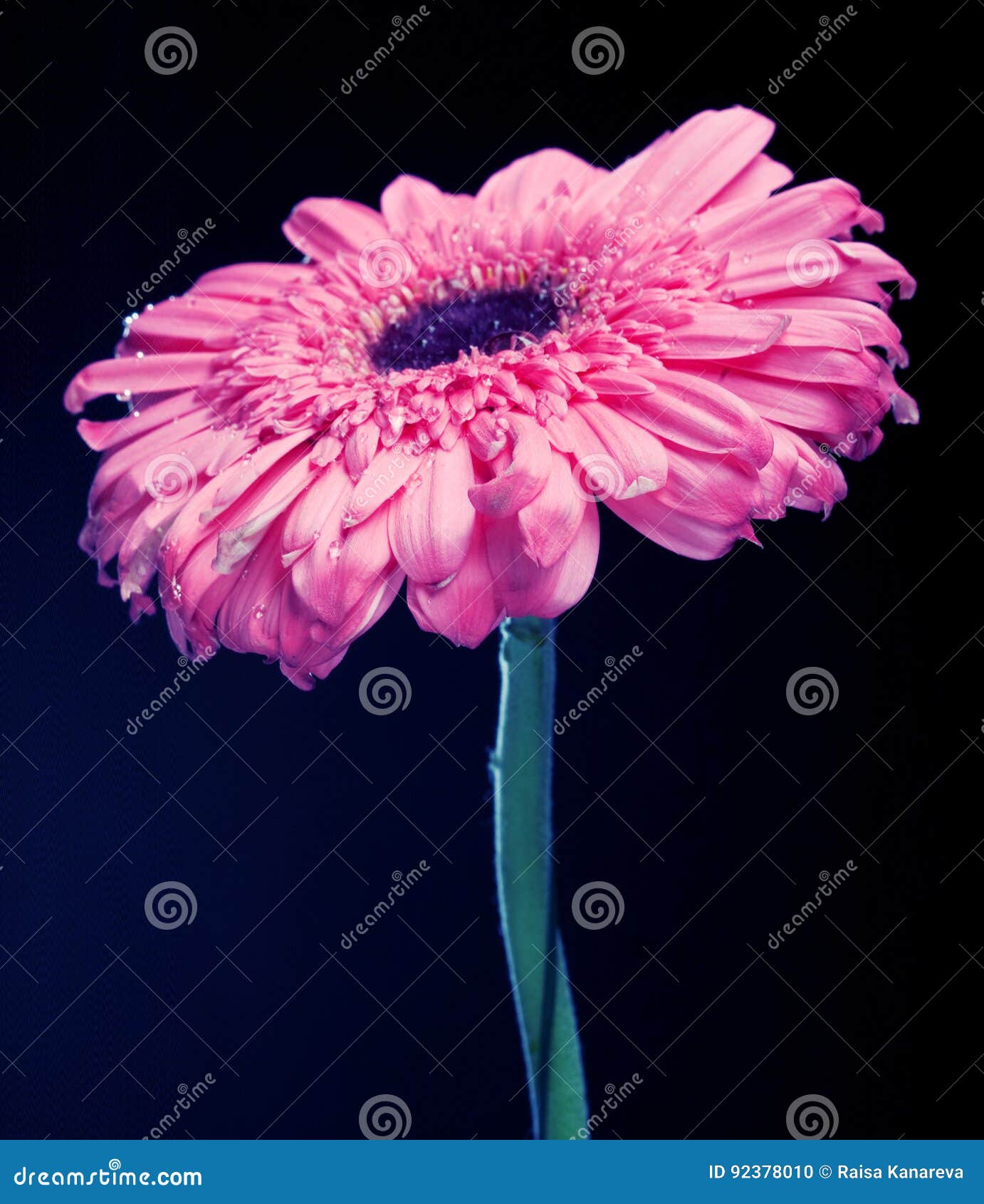 Gerber Daisy Standing Tall stock photo. Image of daisy 92378010