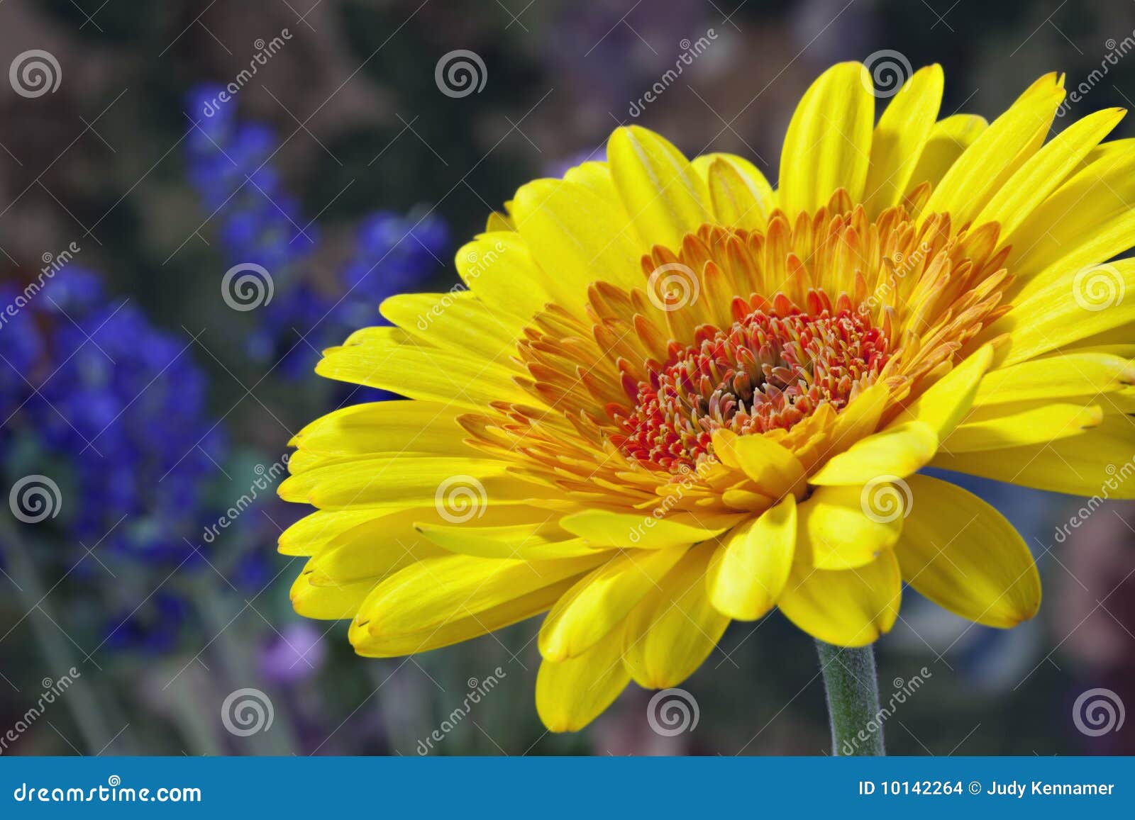 Gerber Daisy Up Close stock photo. Image of bloom, close 10142264
