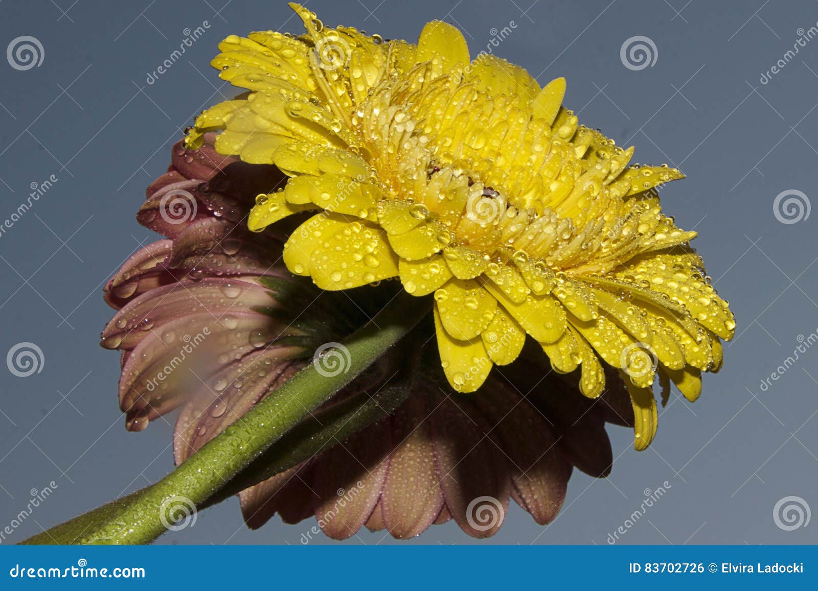 Gerber giallo. I gerbers gialli e rosa si chiudono su nel sole