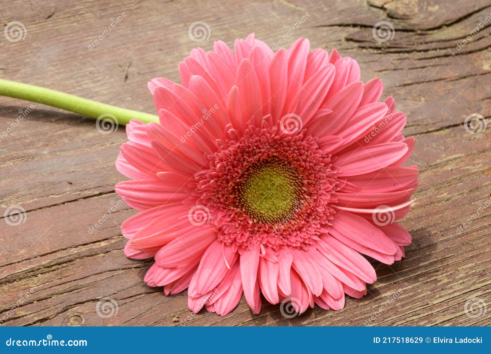 Gerber Las Flores De Primavera Muy Coloridas Imagen de archivo - Imagen de  gris, agradable: 217518629