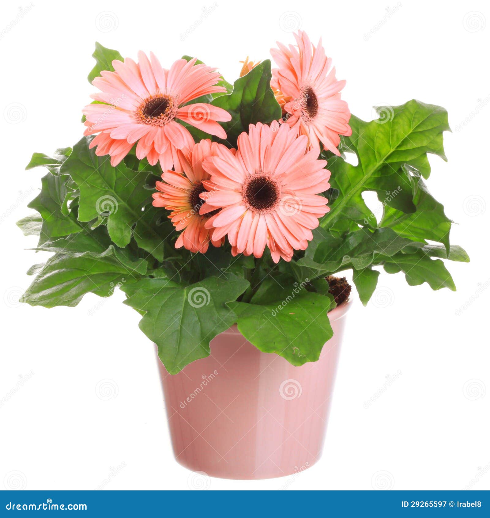 gerber's flowers in a flowerpot