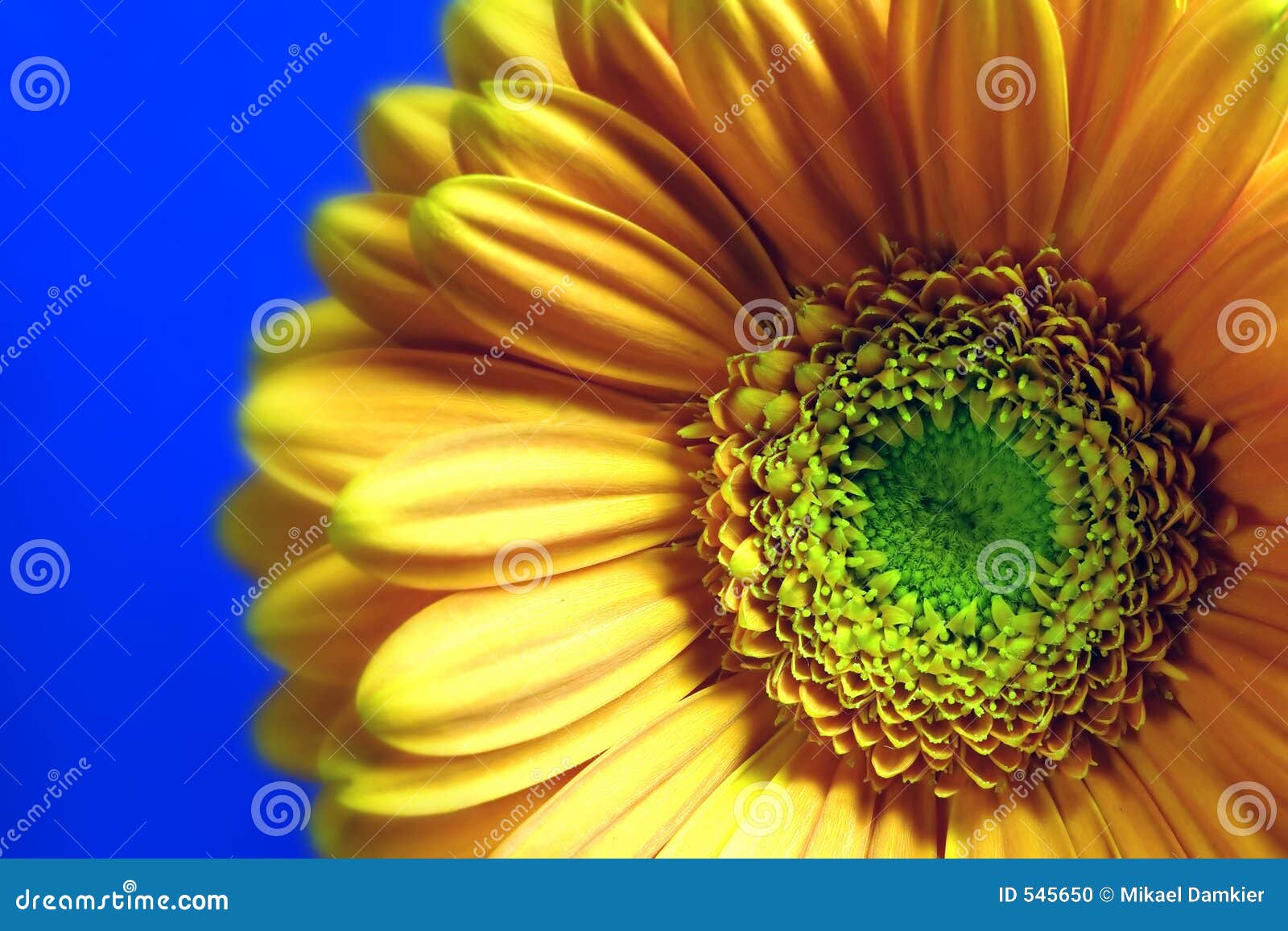 gerbera