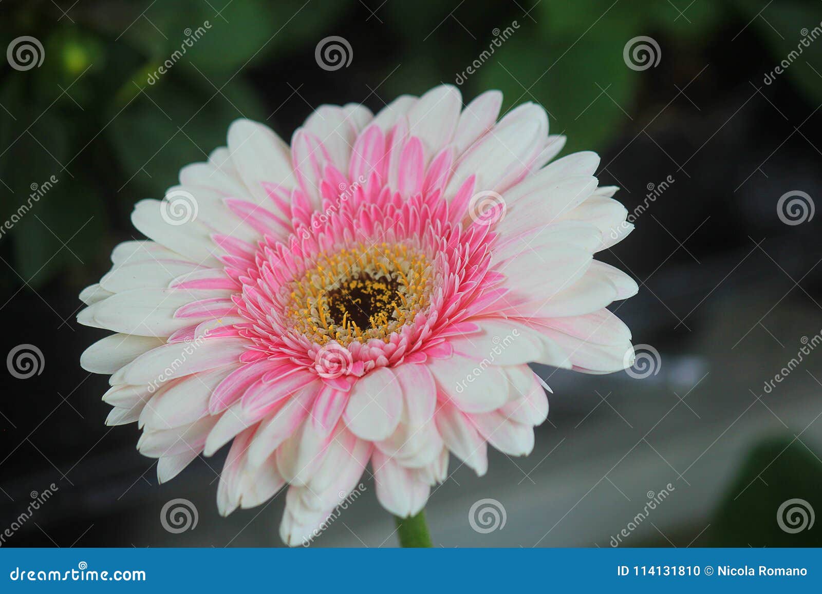 Gerbera blanco y rosado foto de archivo. Imagen de cubo - 114131810