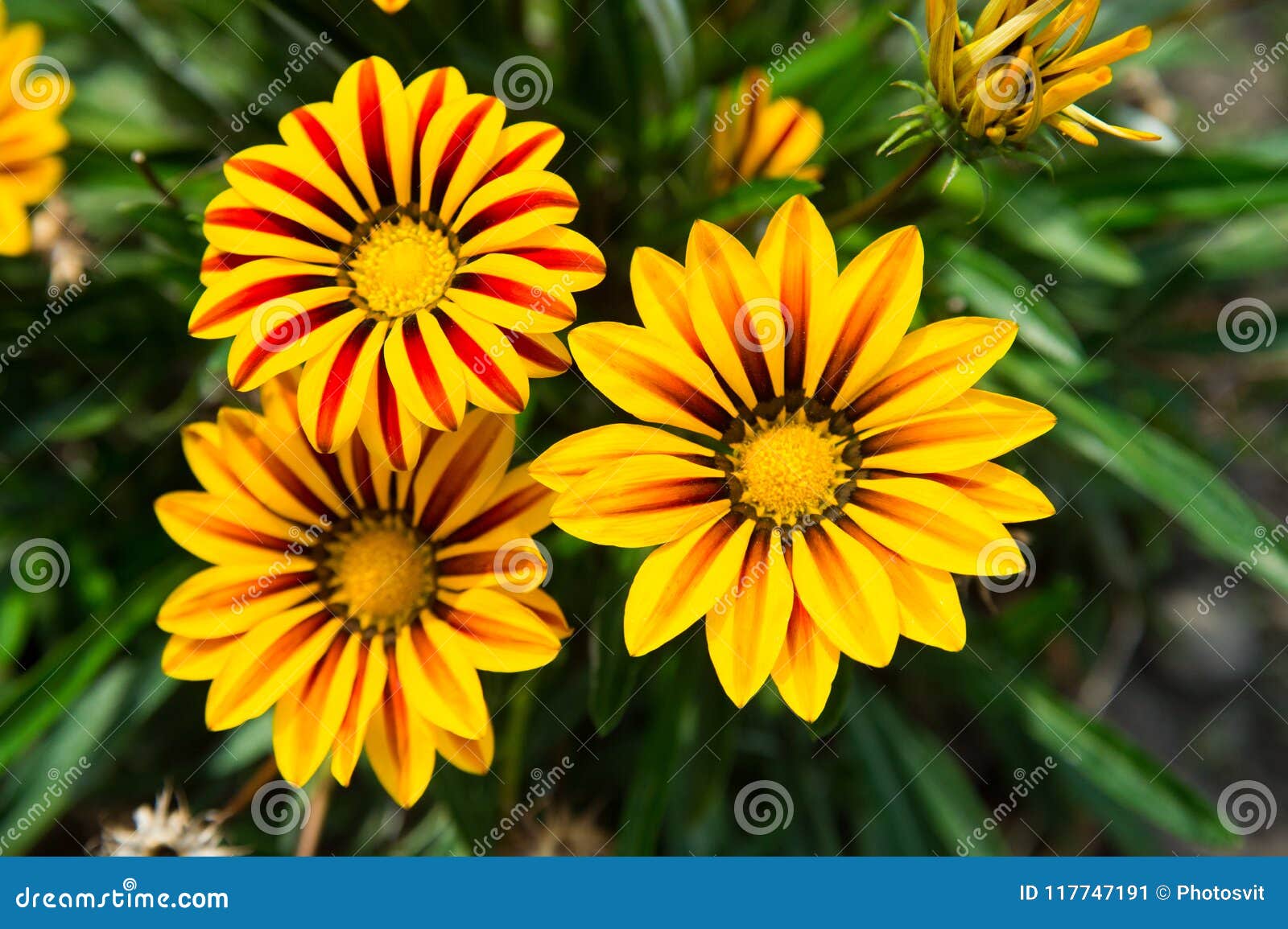 Gerbera Blossom on Blurred Natural Background. Gerbera Flowers in Summer  Garden Stock Image - Image of design, ecology: 117747191