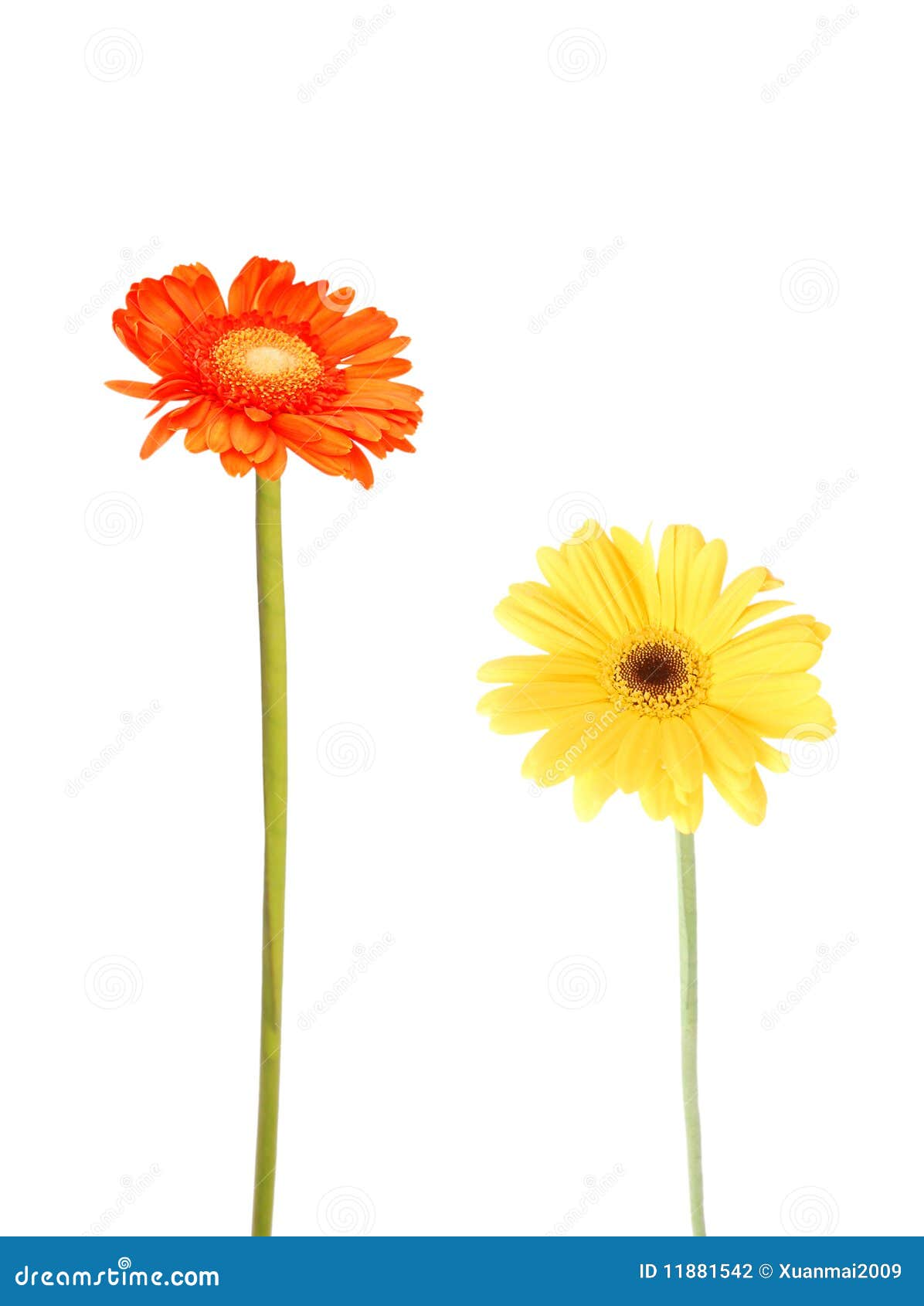 Gerbera daisies stock photo. Image of bloom, blossom 11881542