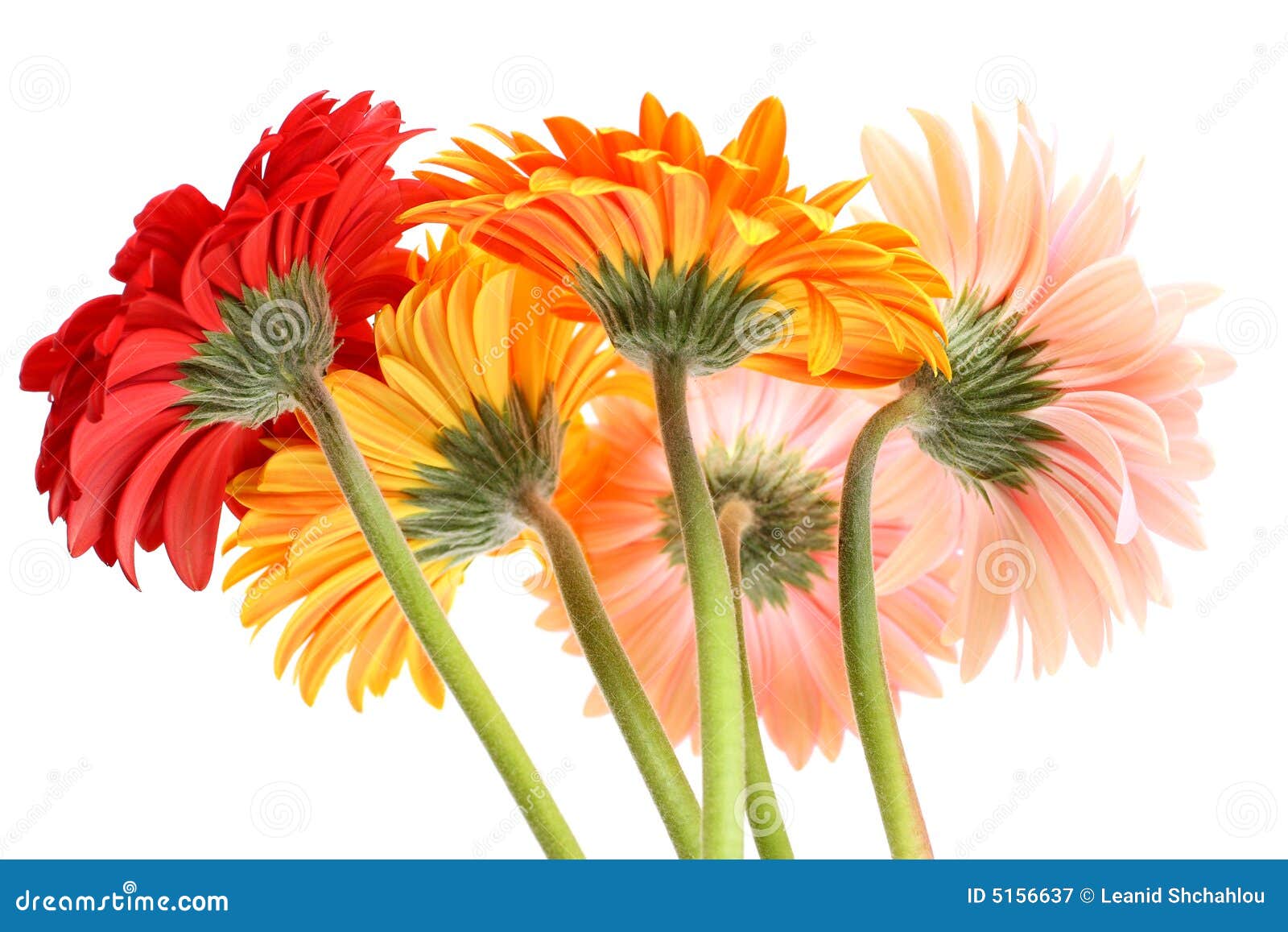 Gerbera daisies stock image. Image of plant, floral, nature 5156637