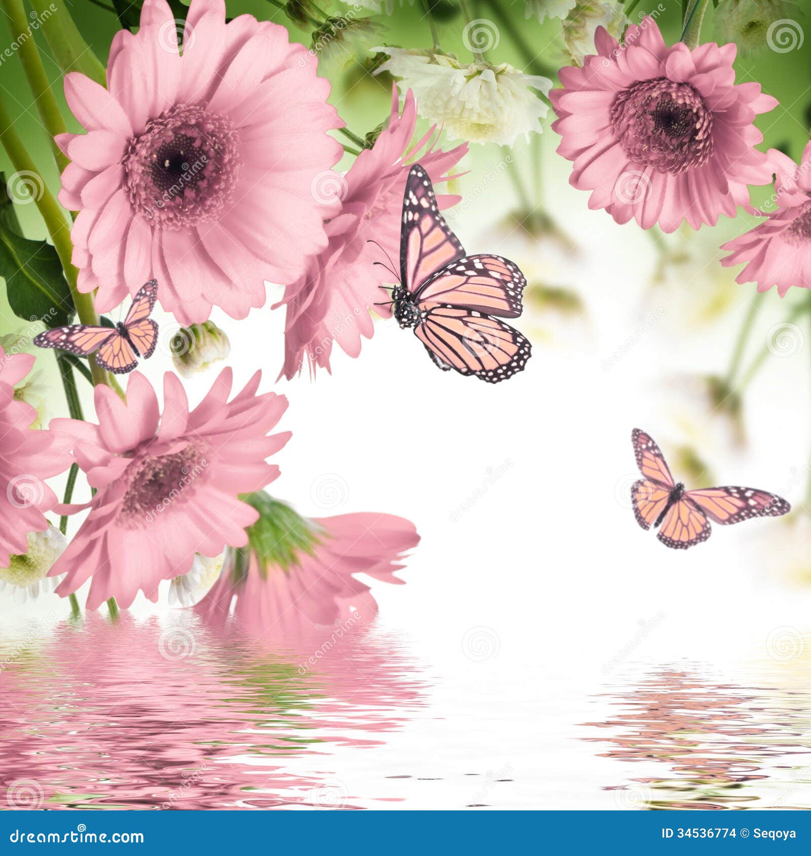Gerbera Daisies And Butterfly Stock Photo - Image: 34536774