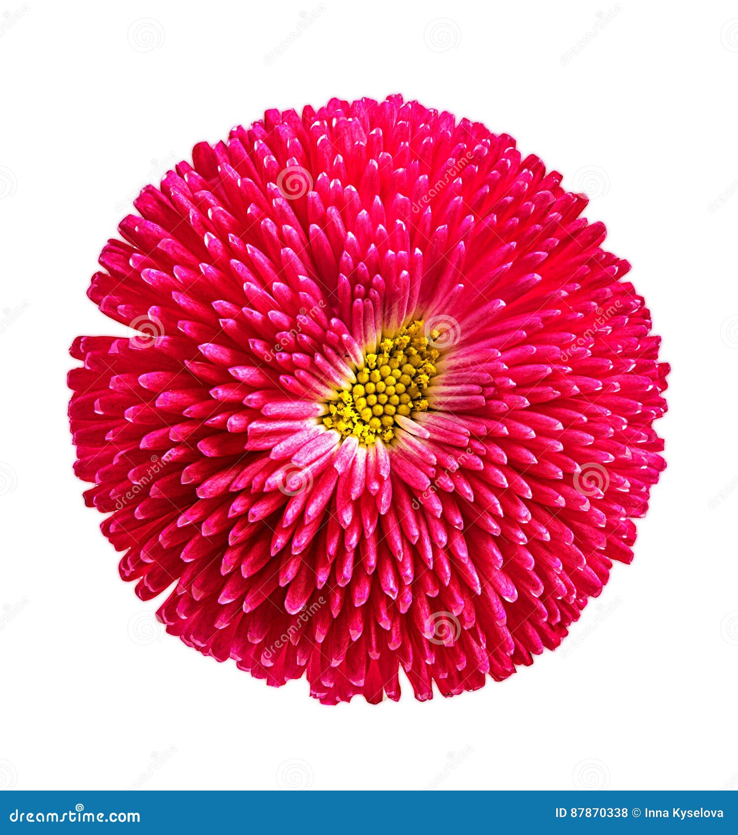 Gerbera Daisies Isolated on White Stock Photo - Image of floral, spring
