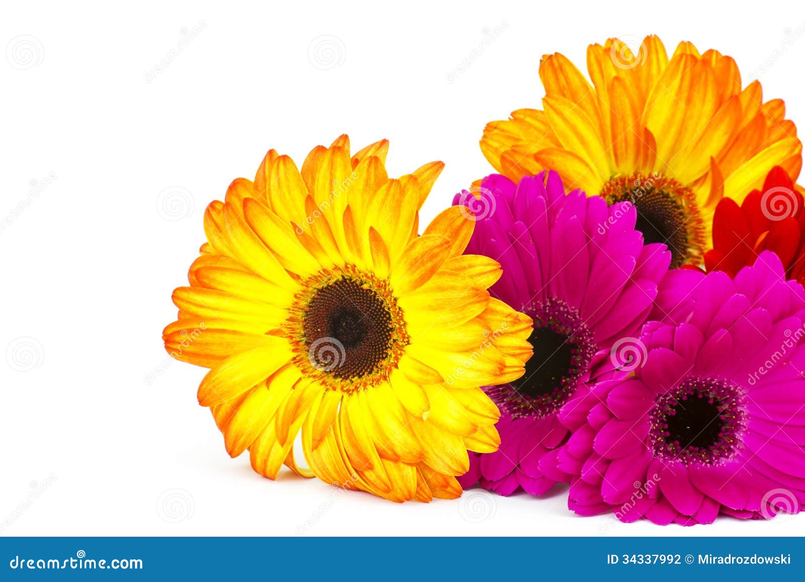 Gerbera daisies stock photo. Image of copy, botanical 34337992