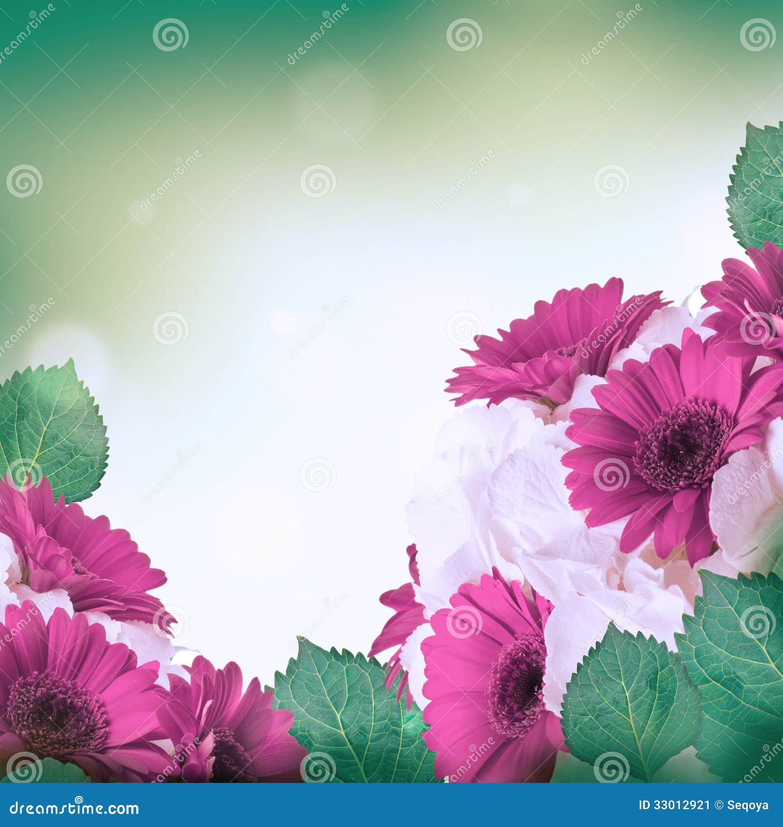 Gerbera Daisies on a White Background Stock Image Image of daisy