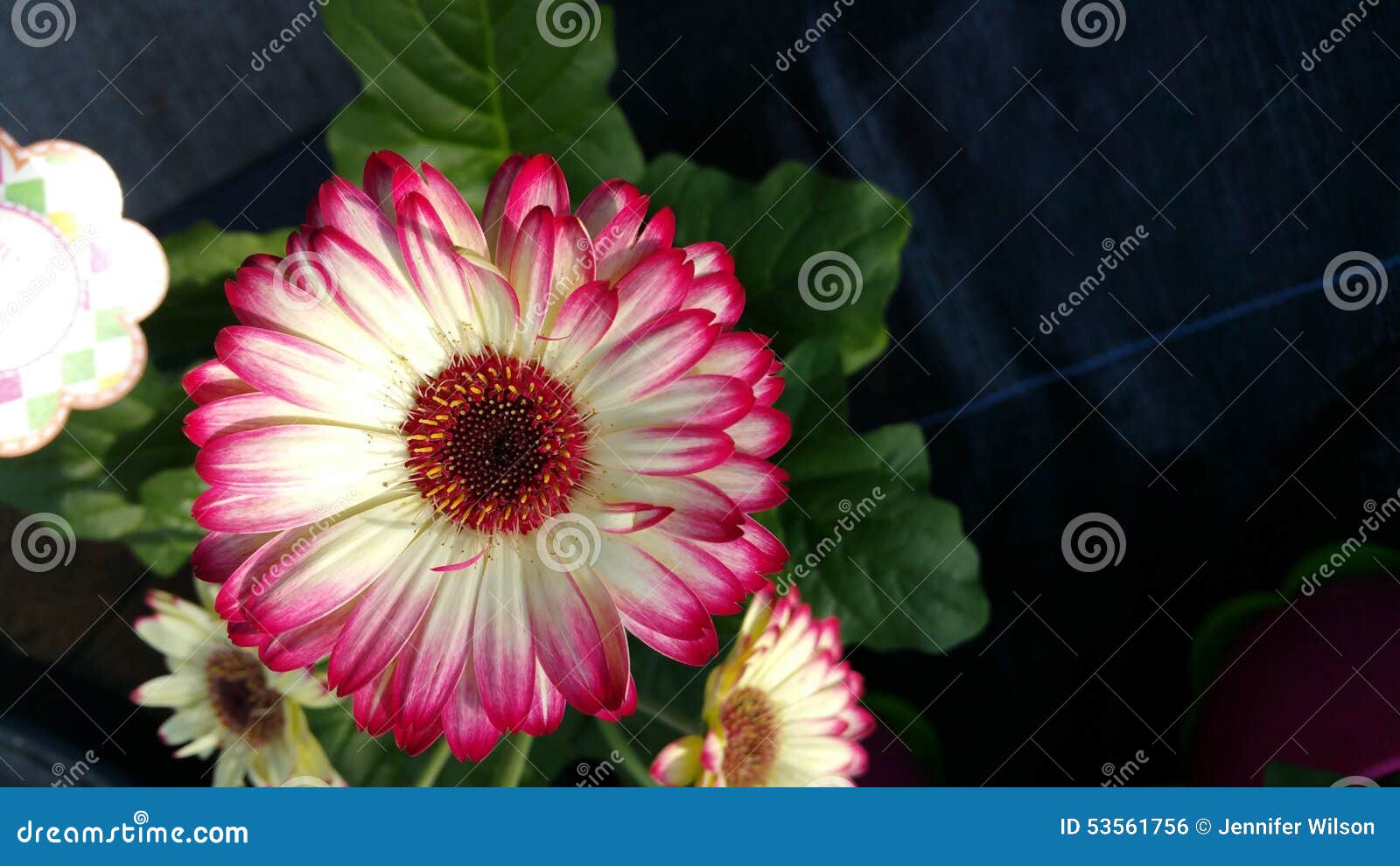 Gerbera Daisy stock photo. Image of daisy, plants, plant 53561756