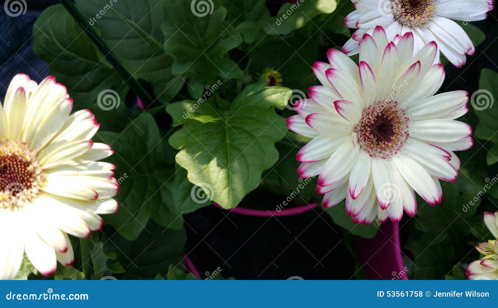 Gerbera Daisy stock photo. Image of daisies, daisy, petal 53561758
