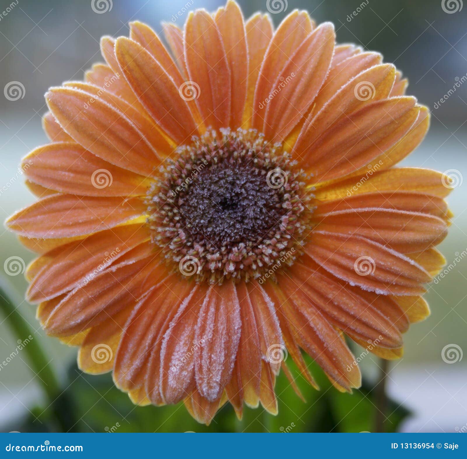 Gerbera Daisy Covered in Frost Stock Photo Image of bright, annual