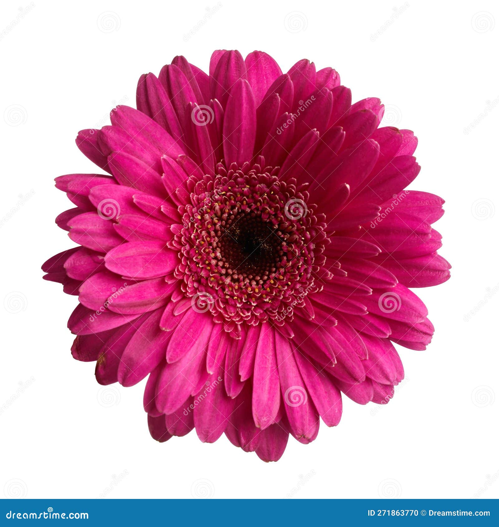 Purple Gerbera Daisy Flower Stock Photo Image of beauty, macro 271863770