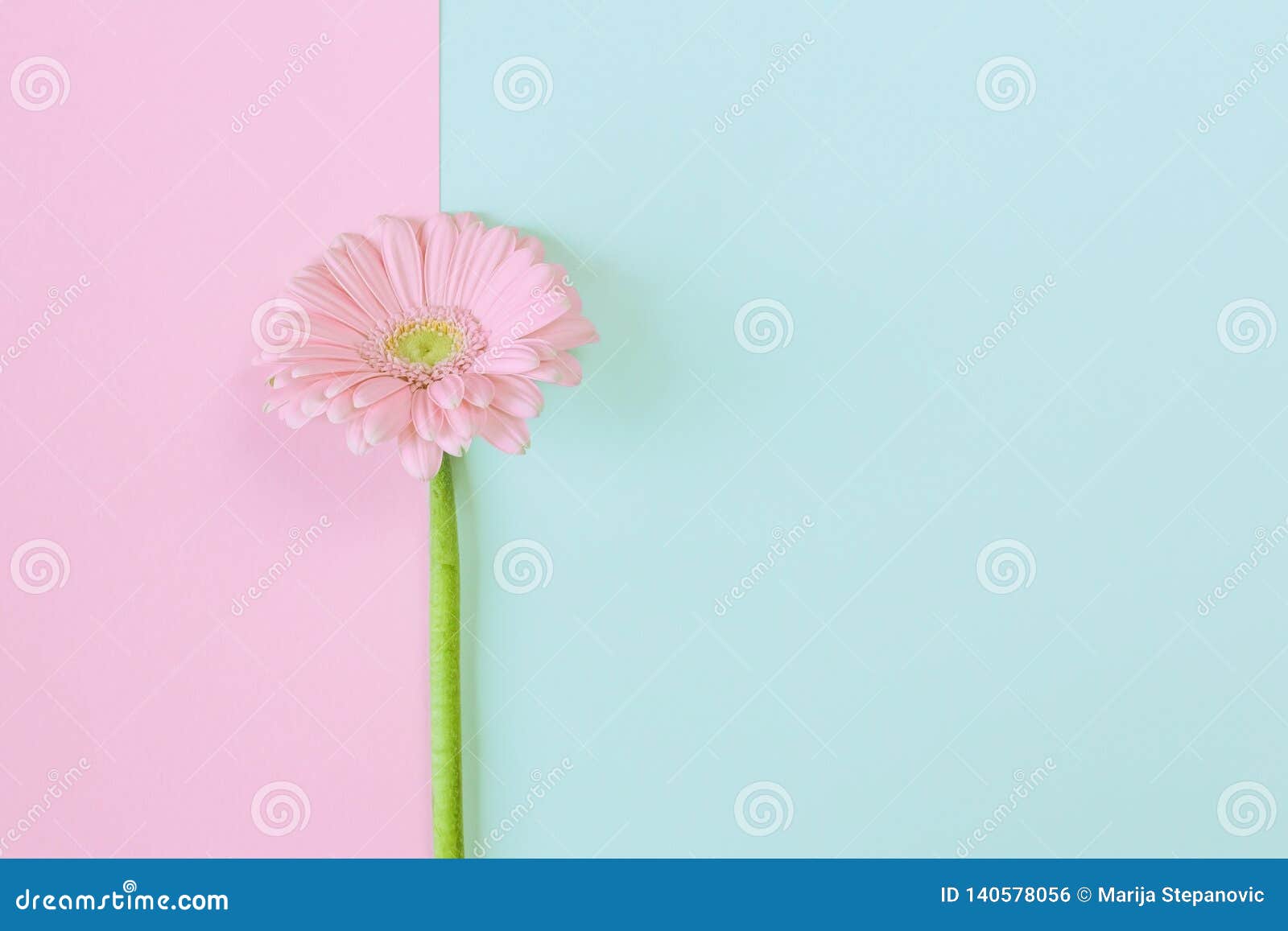 Gerbera Daisy Flower on Pastel Background. Creative Spring Composition ...