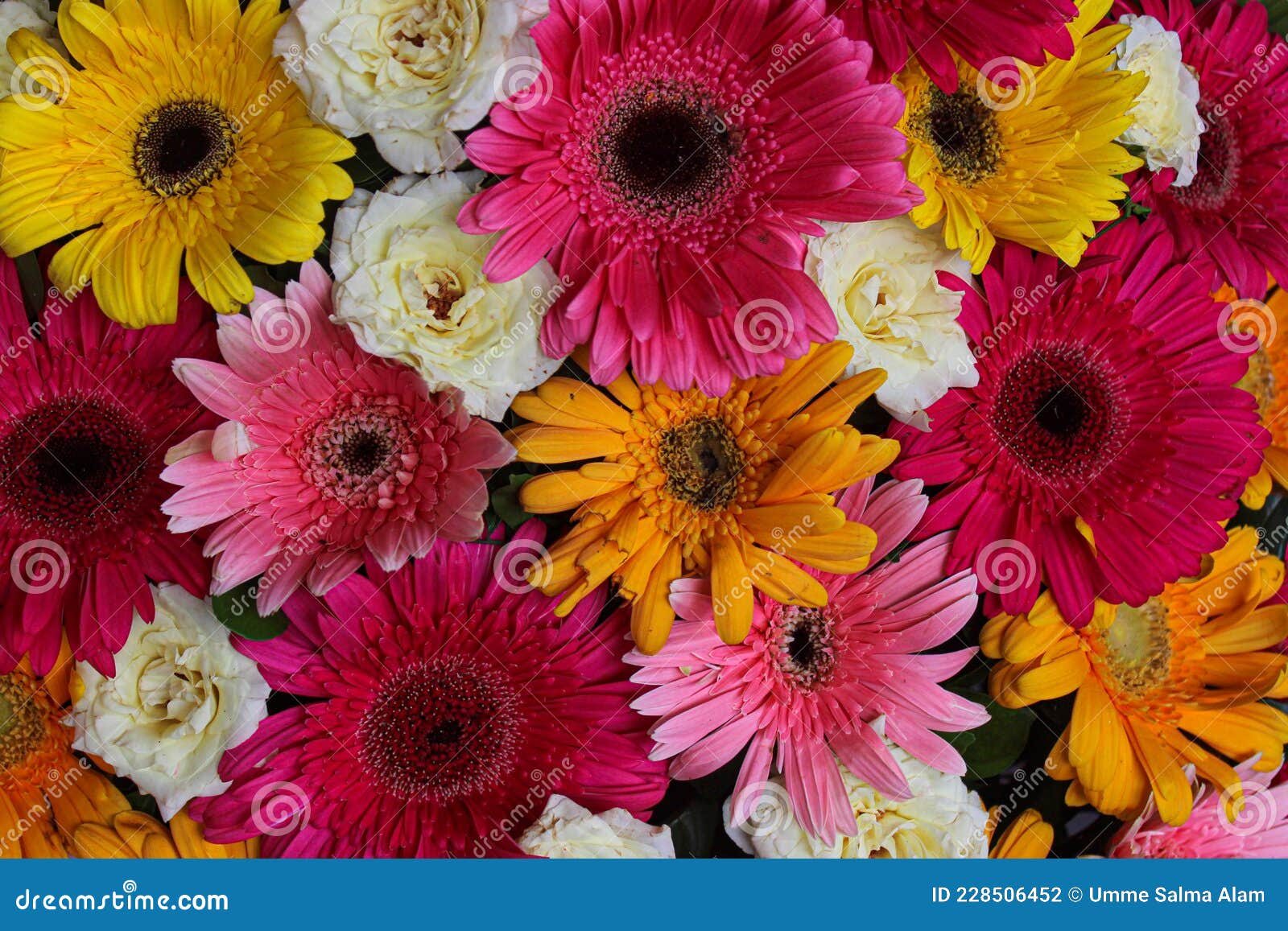 Gerbera or Daisy Flowers of Various Colors , Wallpaper or Background Theme  Stock Photo - Image of rose, petal: 228506452