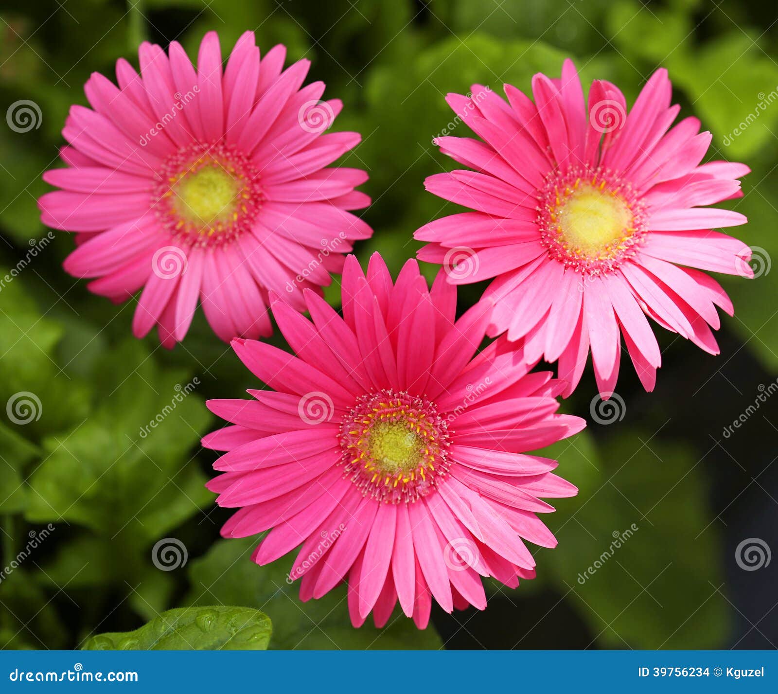 gerbera daisy. hot pink flowers