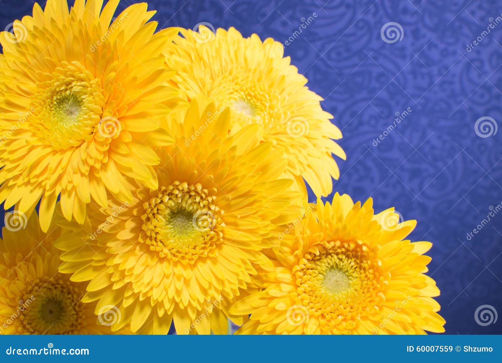 Gerbera daisy stock image. Image of gerbera, gift, indoor 60007559