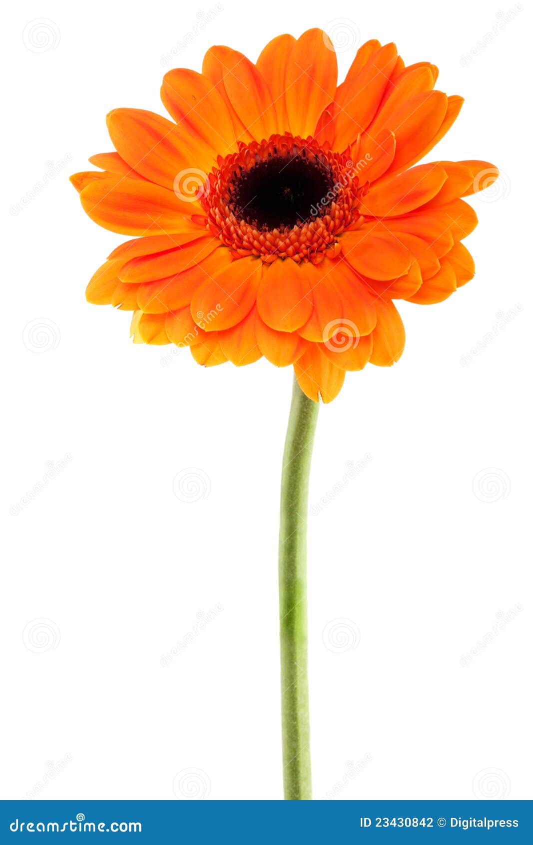 gerbera daisy orange