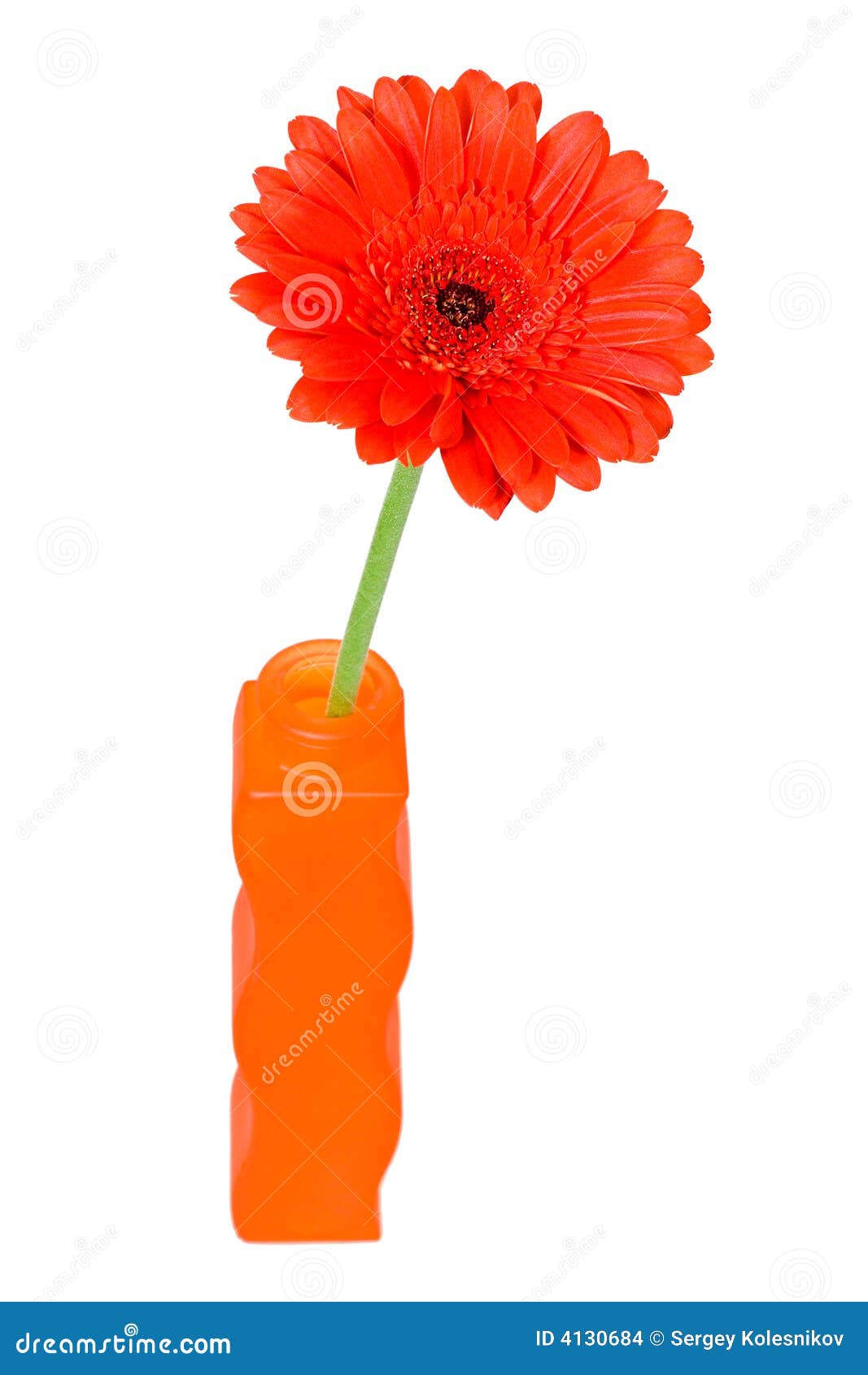 Gerbera Daisy in a Orange Vase Stock Photo Image of bloom, gerbera