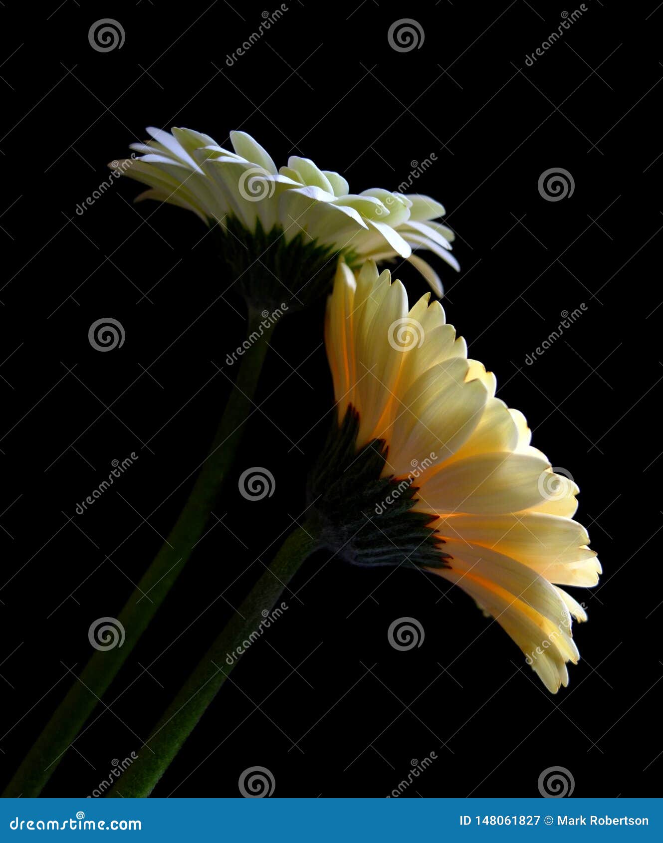 Gerbera Daisy Sepals and Under Petals Stock Image Image of sepals