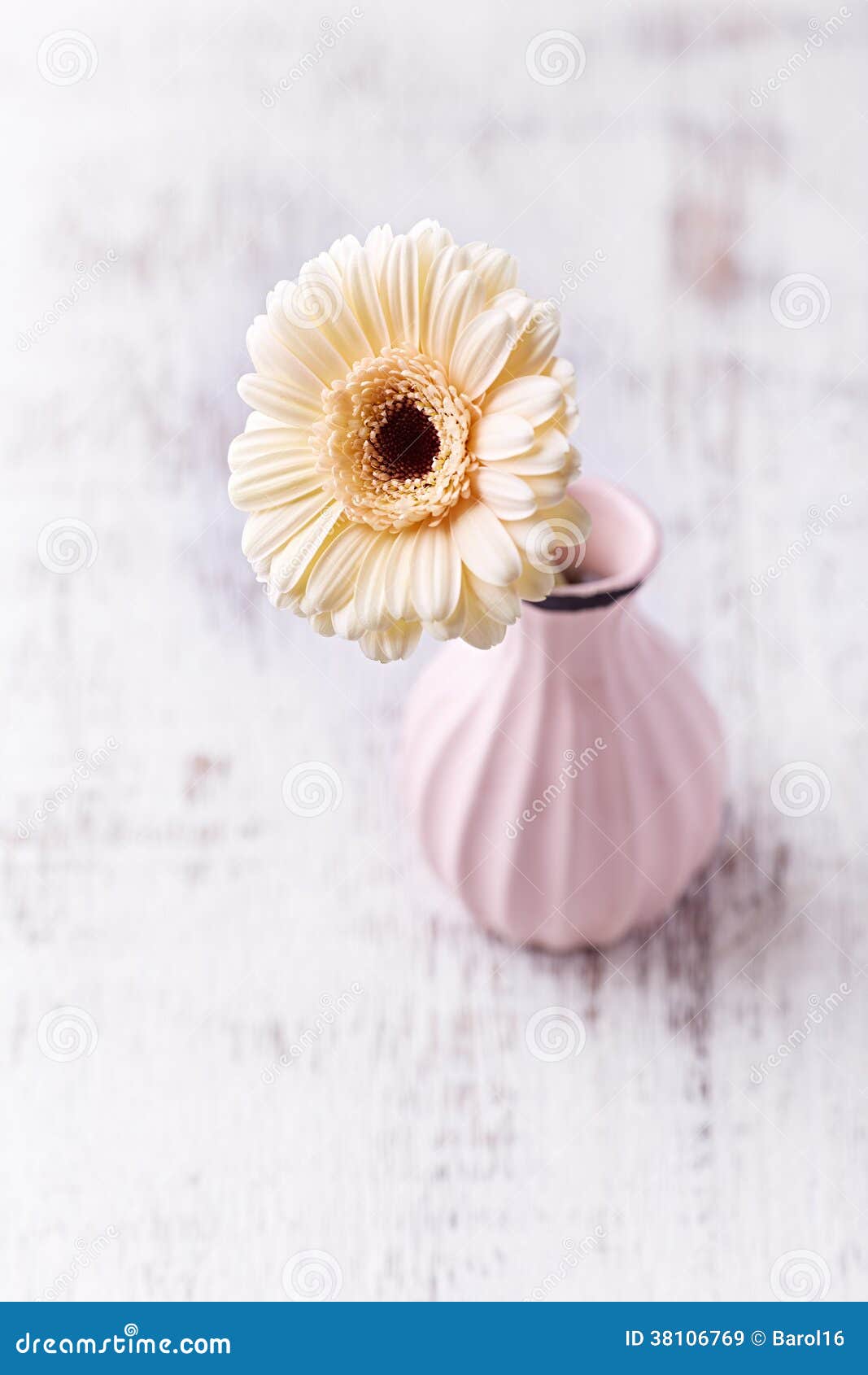 Gerbera Daisy in a Vase stock image. Image of fragile 38106769