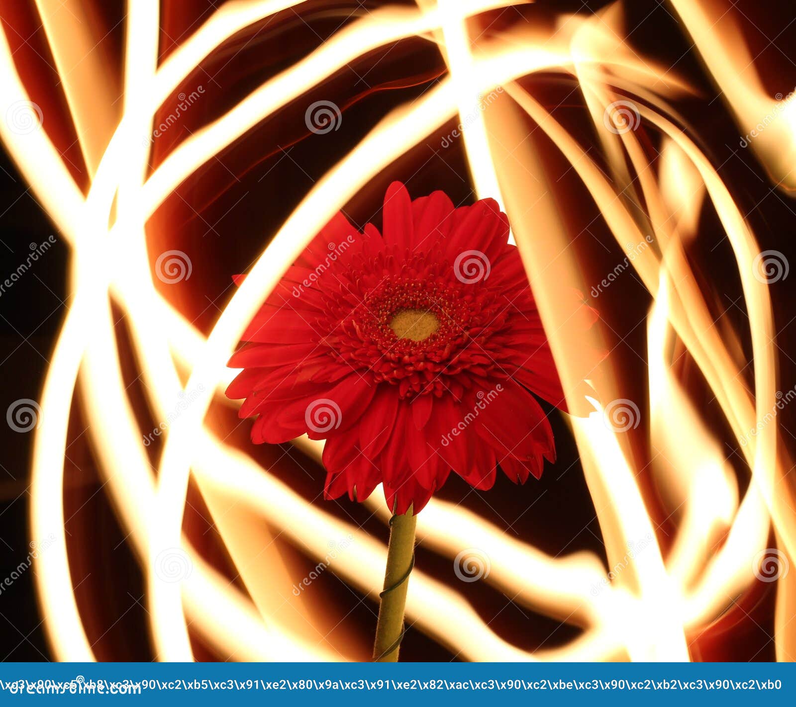 Gerbera on Fire, Flower of Fire Lines Stock Illustration Illustration