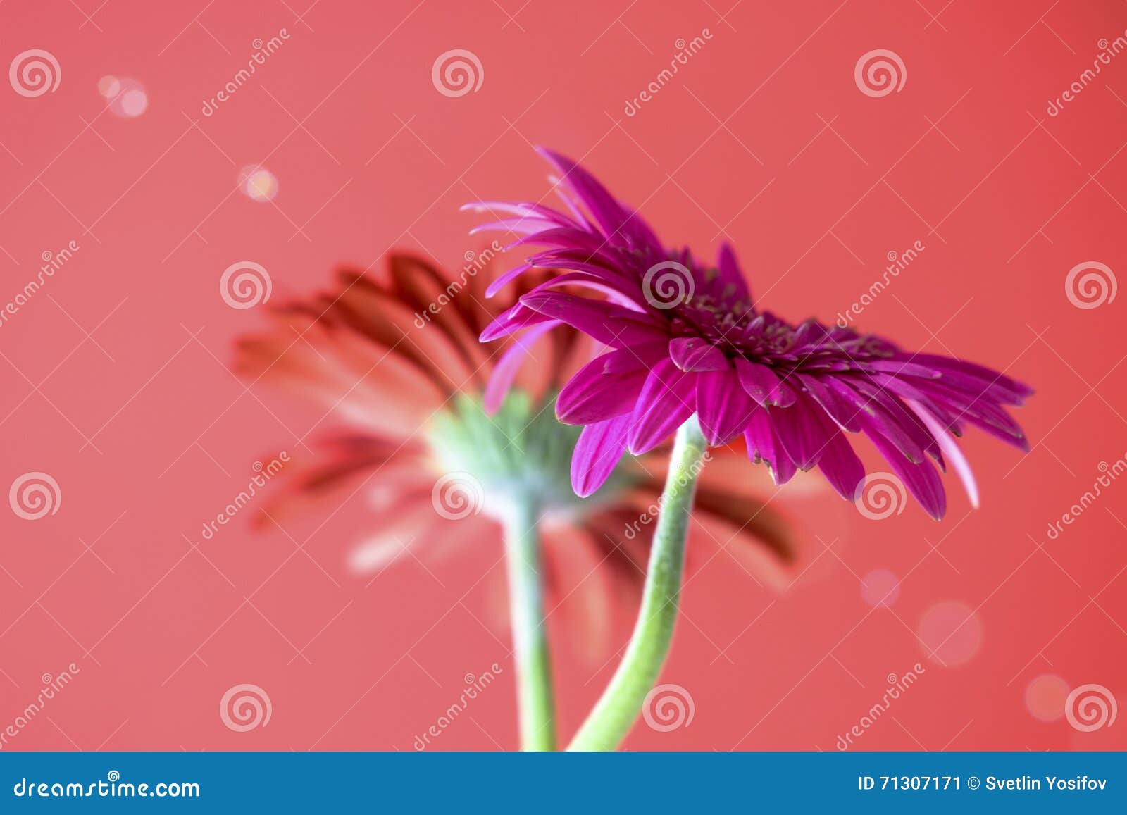 Gerbera flower stock image. Image of gardens, gerbera 71307171