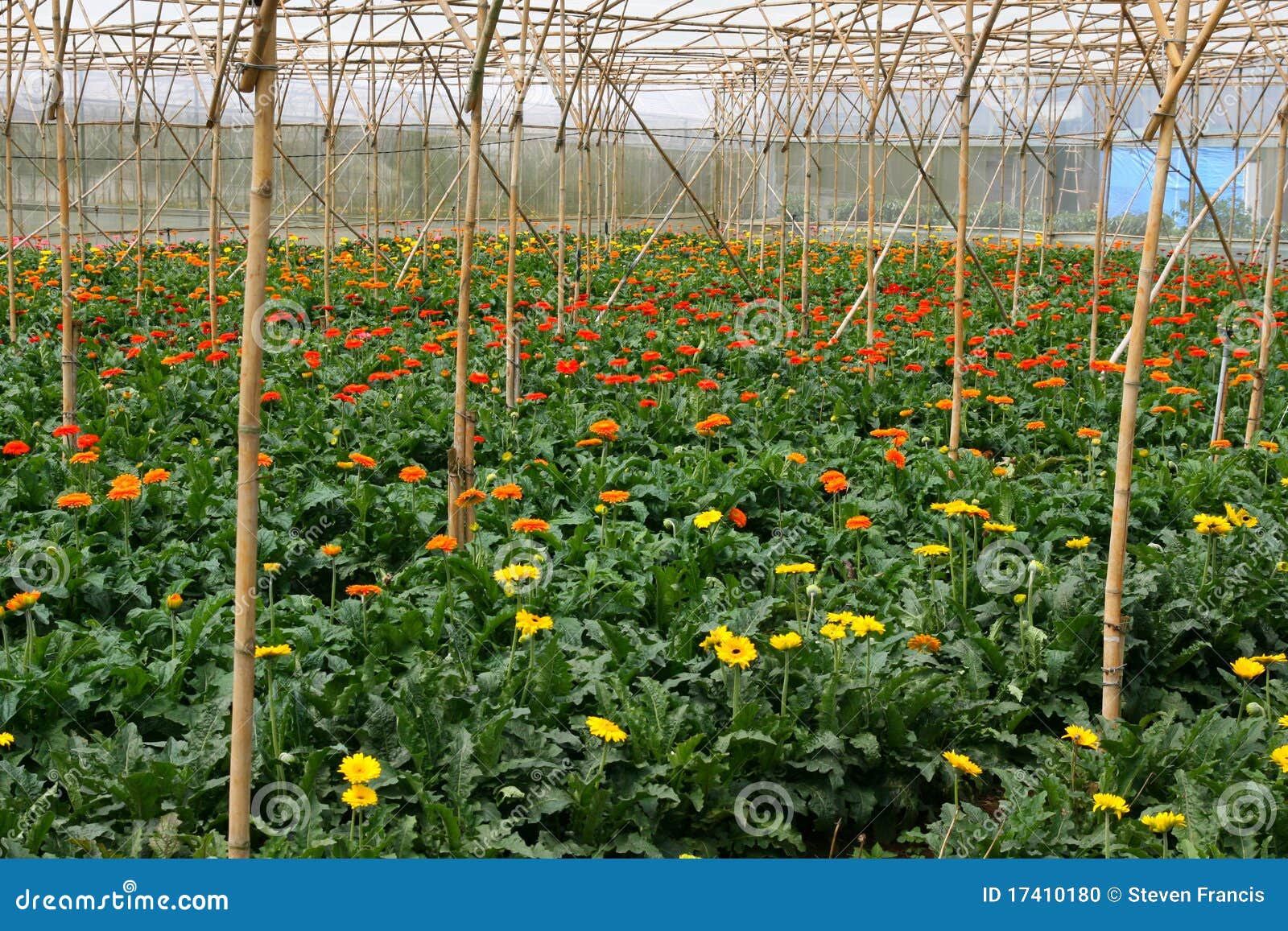 Gerbera Flower Farm stock photo. Image of flower, greenhouse 17410180