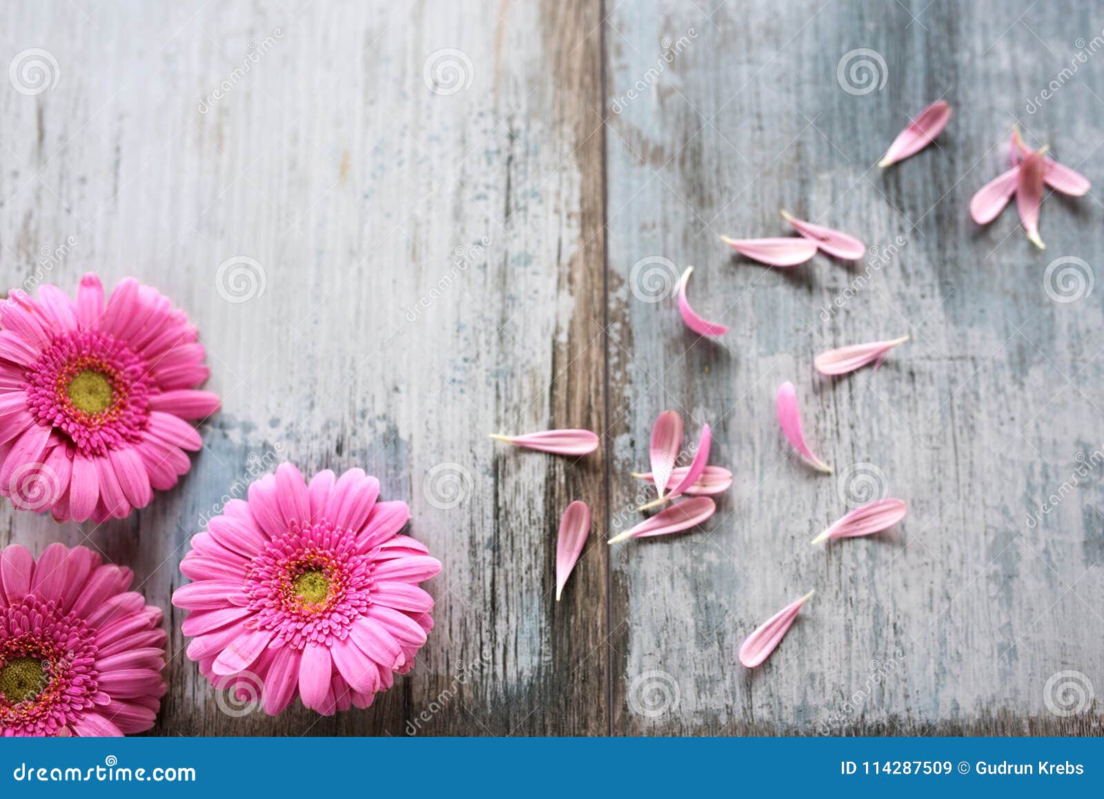 Gerbera Flowers on Gray Vintage Planks_001 Stock Image - Image of gift,  postcard: 114287509