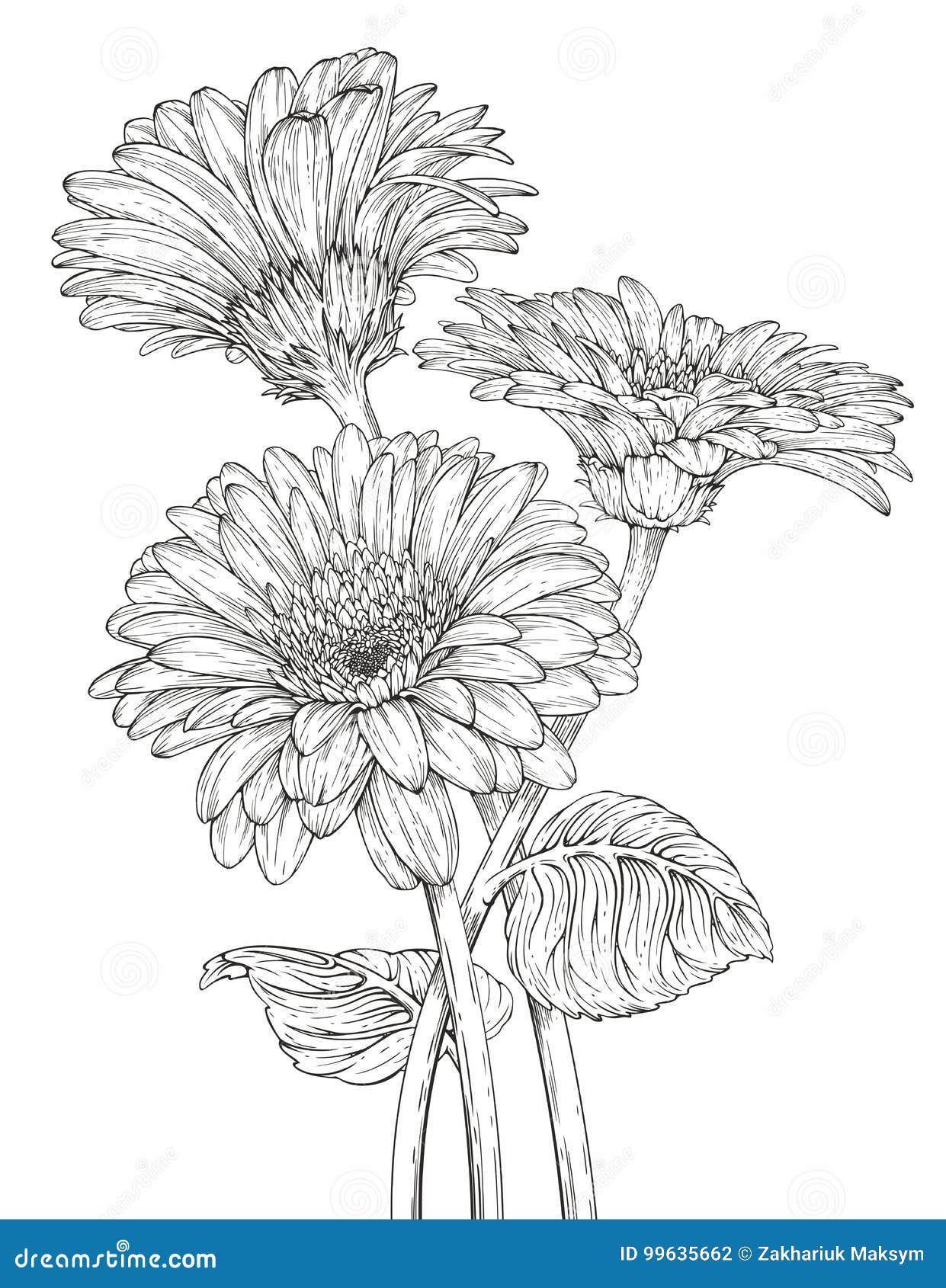 Lovely How To Draw A Gerbera Daisy Step By Step - hd wallpaper