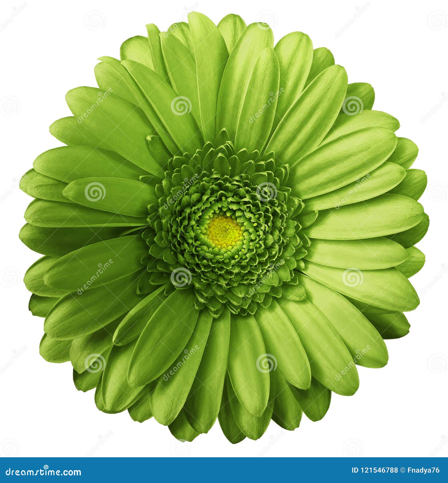 gerbera green flower on white  background with clipping path. no shadows. closeup.