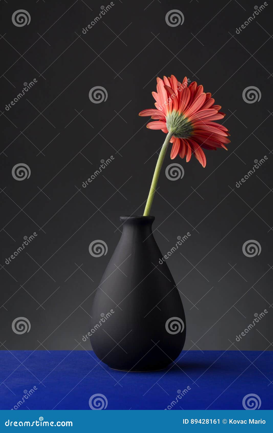 Gerbera im Vase auf dem schwarzen Hintergrund