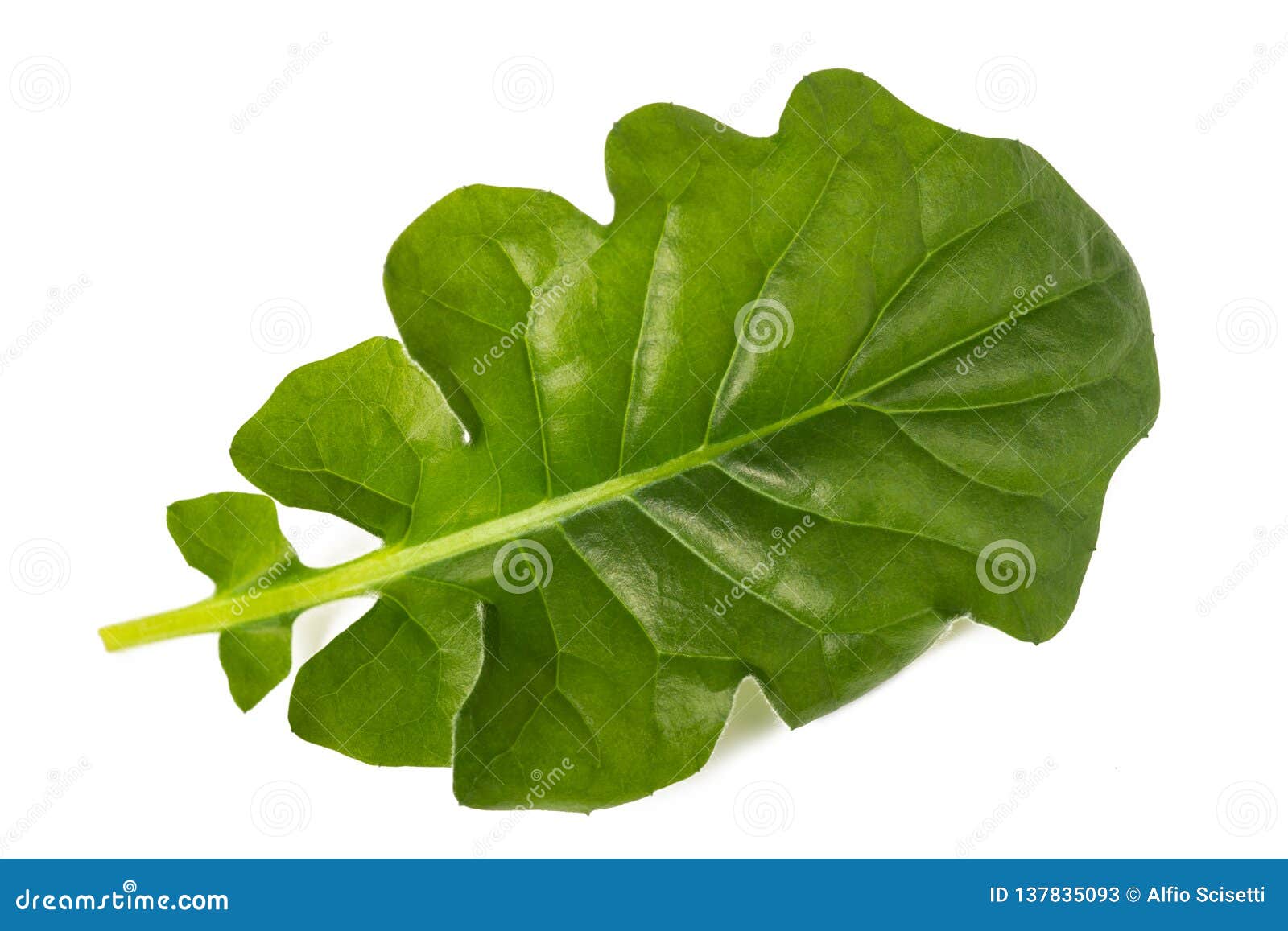 Gerbera leaf stock image. Image of daisy, beauty, leaf 137835093