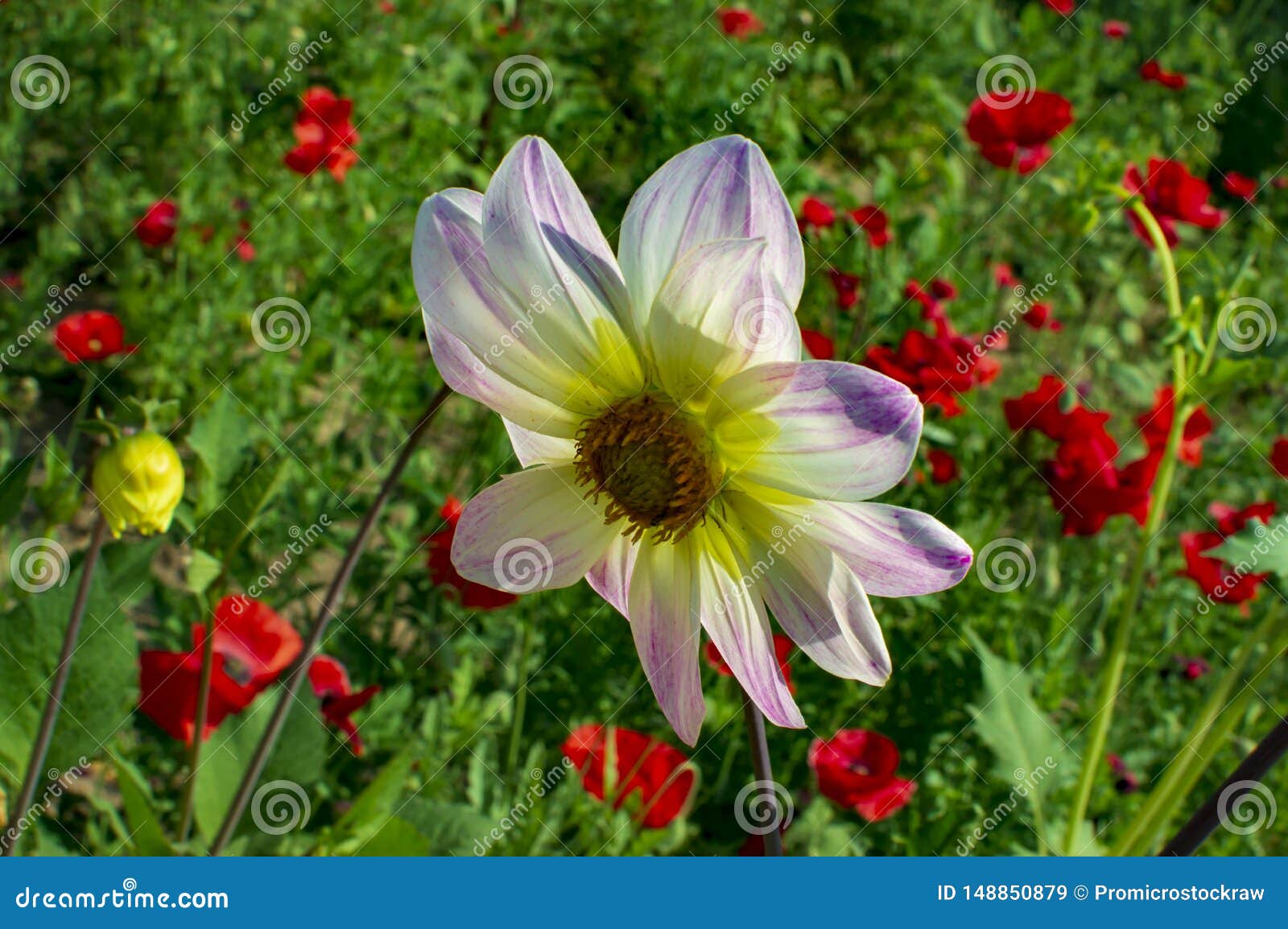Gerbera with Red Flowers in the Back Stock Image Image of decoration