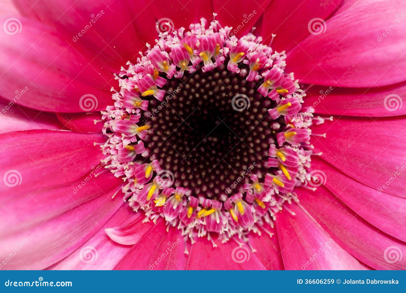 Single red gerbera with black ring as background