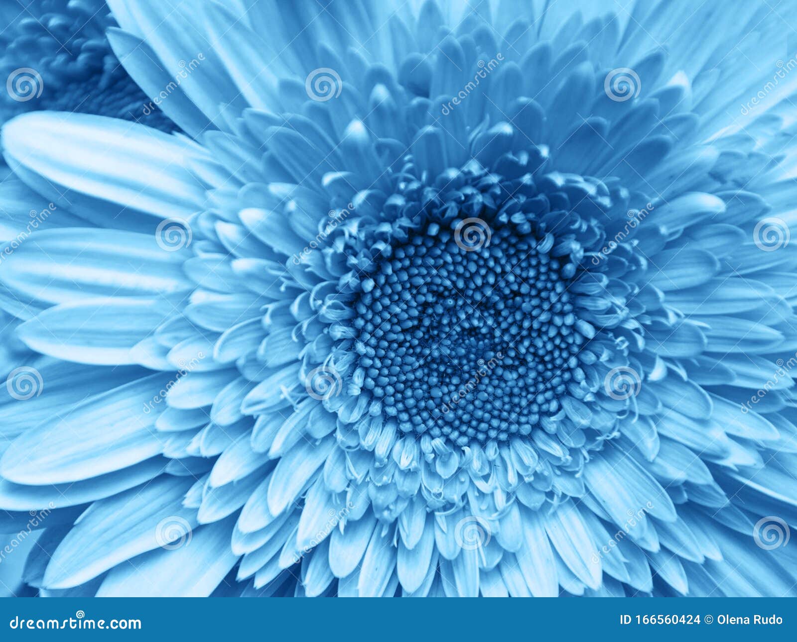 Gerbera Texture Background Toned Classic Blue Color Stock Photo - Image of  closeup, natural: 166560424
