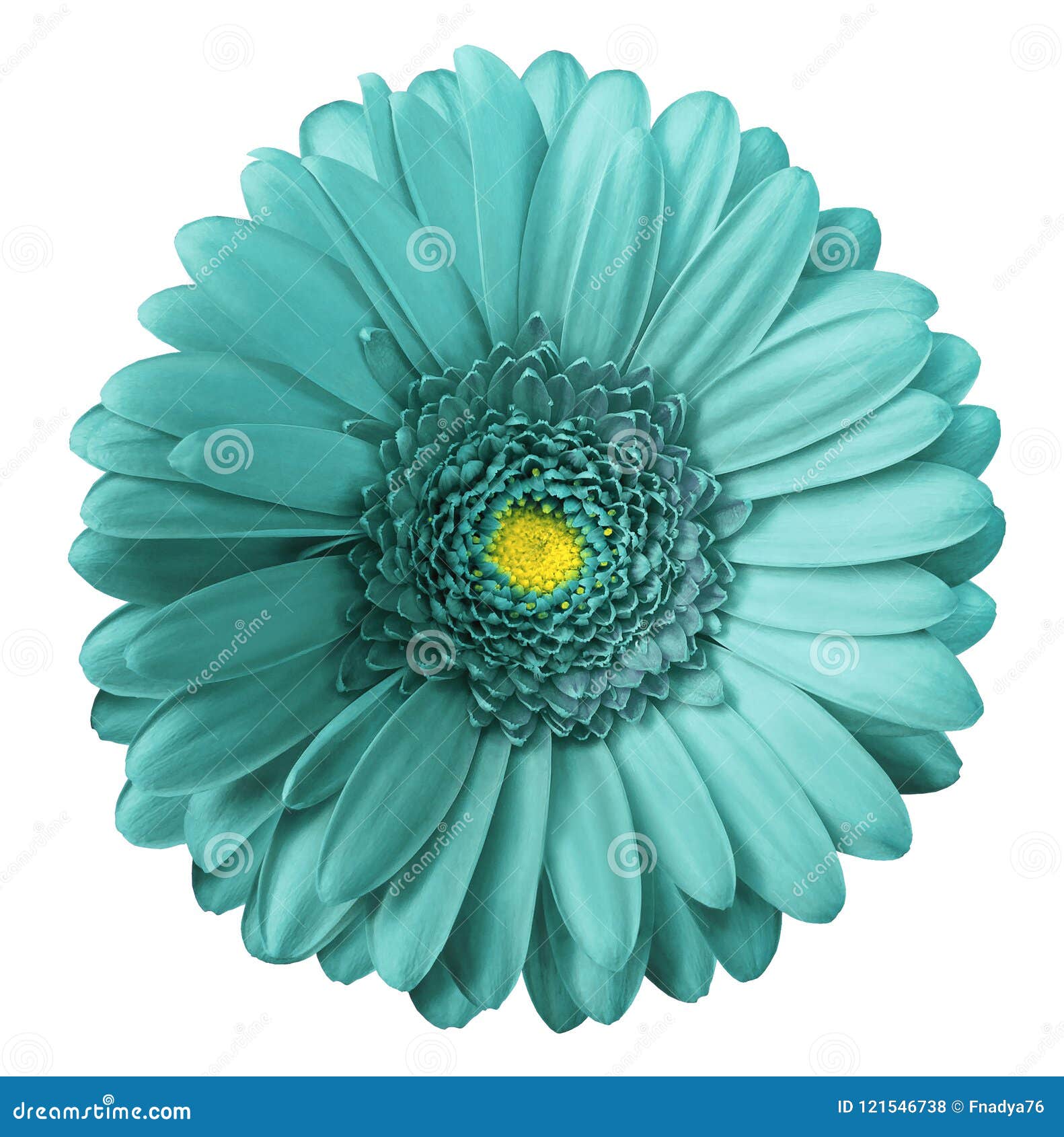gerbera turquoise flower on white  background with clipping path. no shadows. closeup.