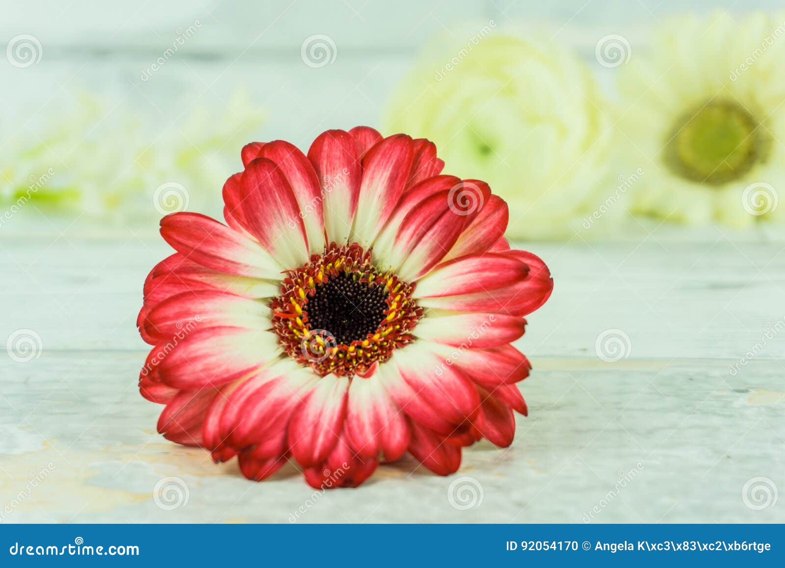 Gerbera in Two Colors with White Flowers Stock Photo - Image of white,  blue: 92054170