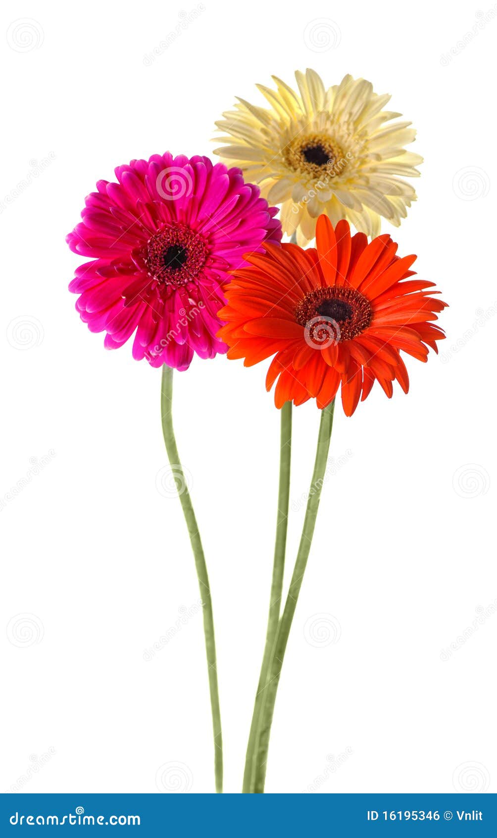 Gerbera variopinto. Tre fiori variopinti del gerbera isolati su priorità bassa bianca