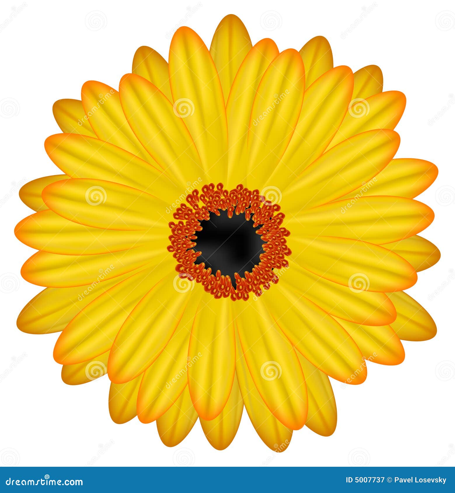Gerbera vector stock vector. Illustration of spring, graphic 5007737