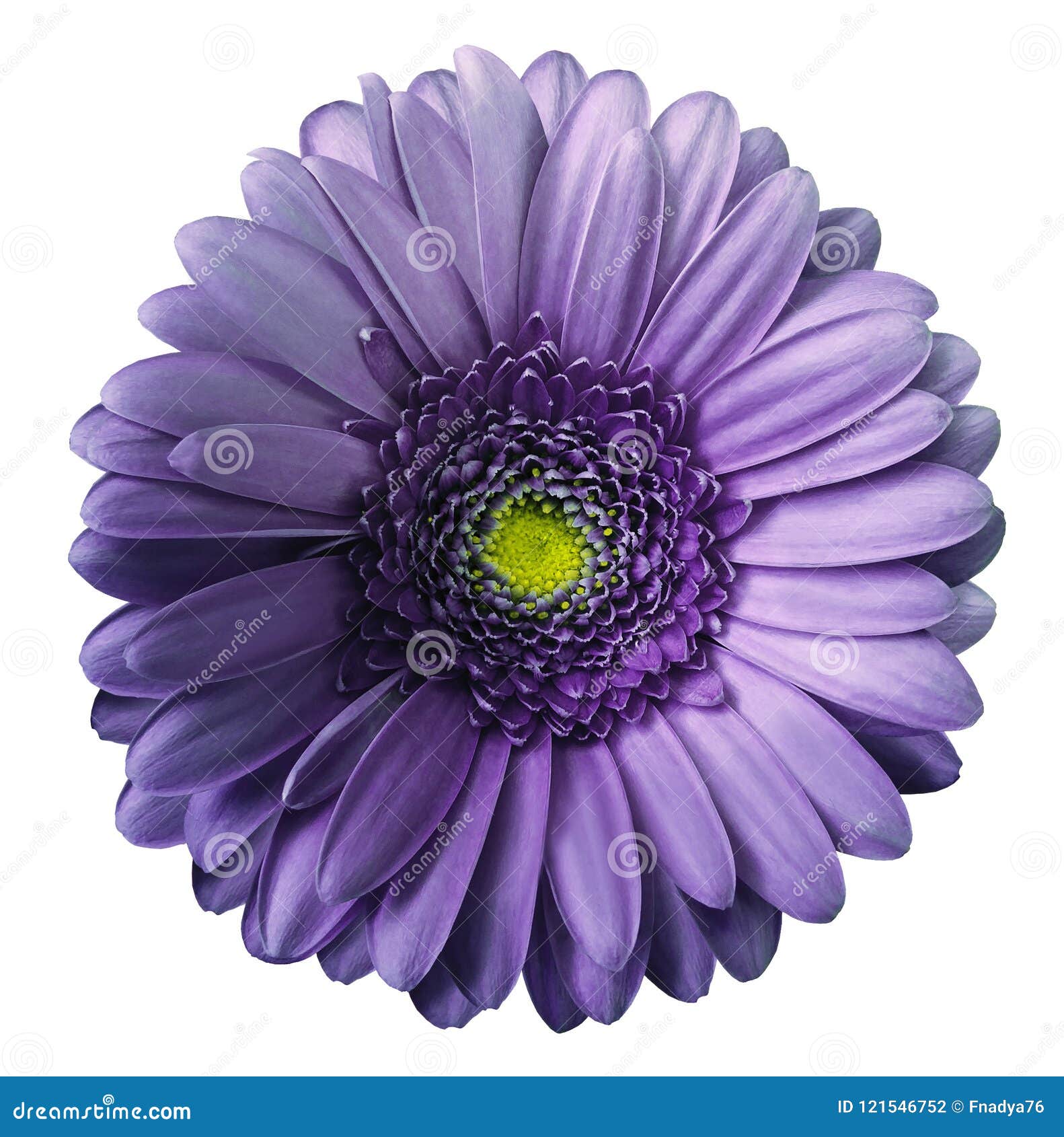 gerbera violet flower on white  background with clipping path. no shadows. closeup.