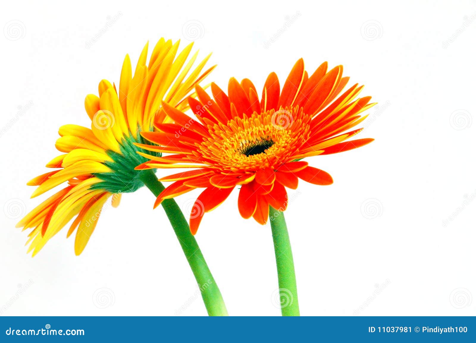 Gerbera Wallpaper Stock Image Image Of Elegant Gerber