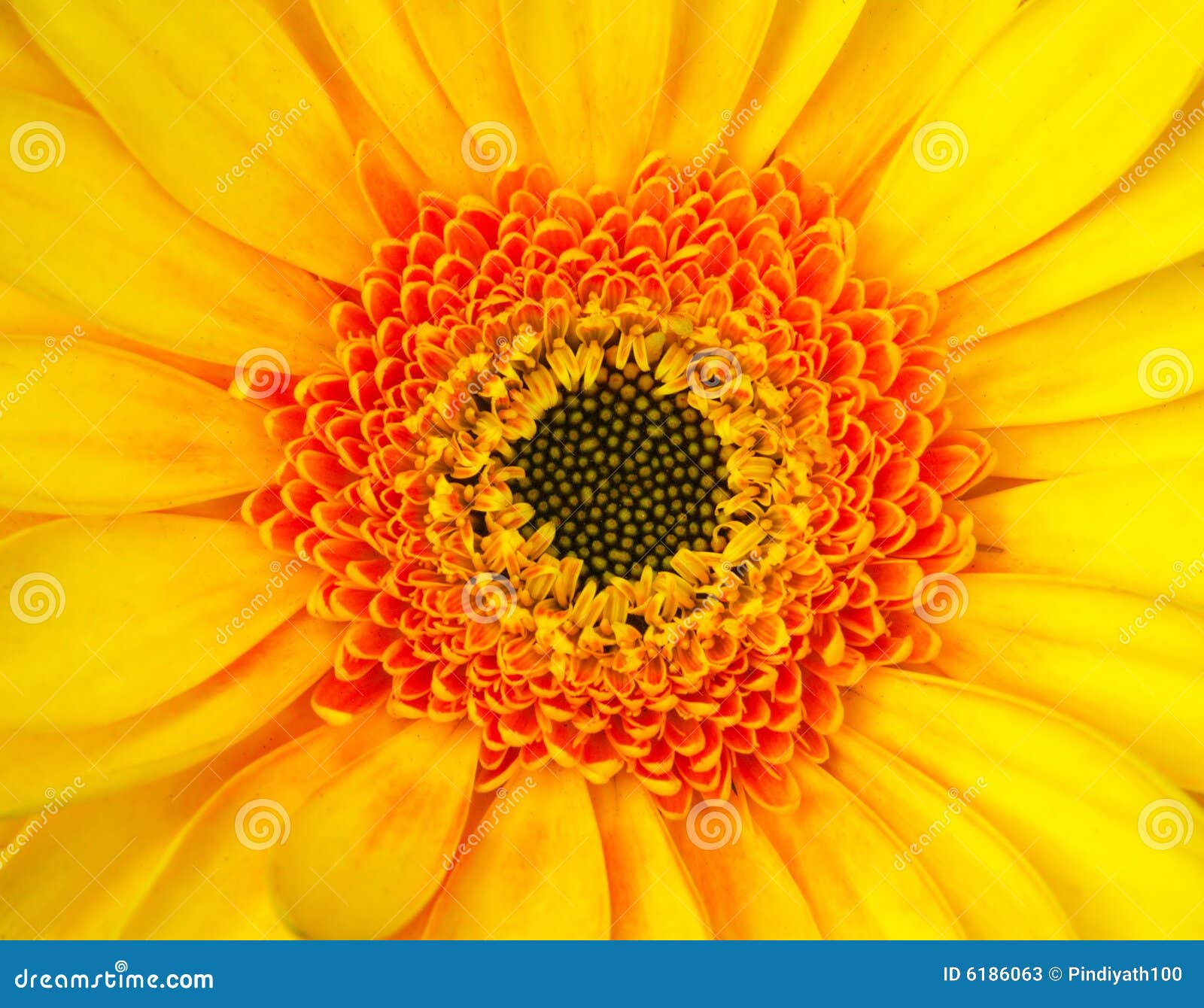 Gerbera wibrujący. Piękny kwiat gerbera złoty makro wibrujący żółty