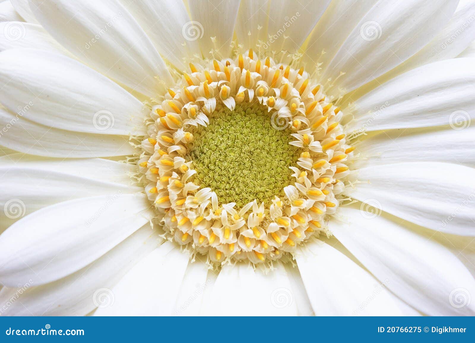 gerbera yellow white daisy flower