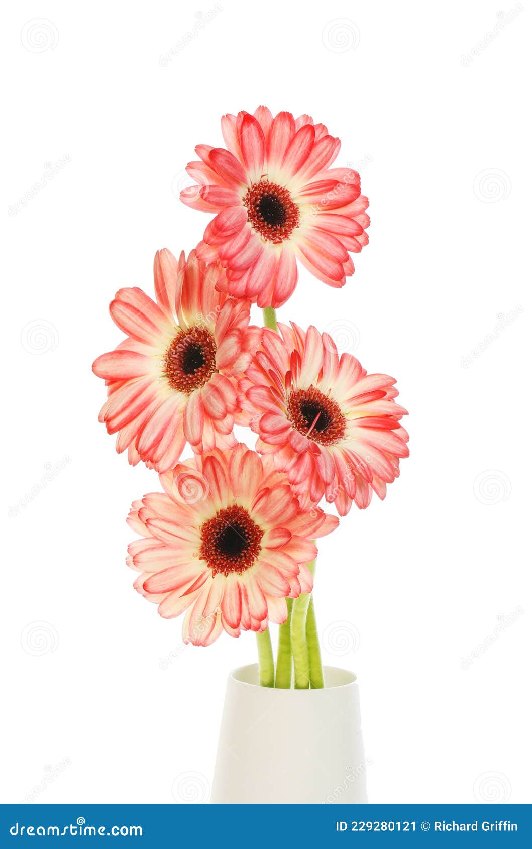 Gerberas in vase stock image. Image of bouquet, flower 229280121